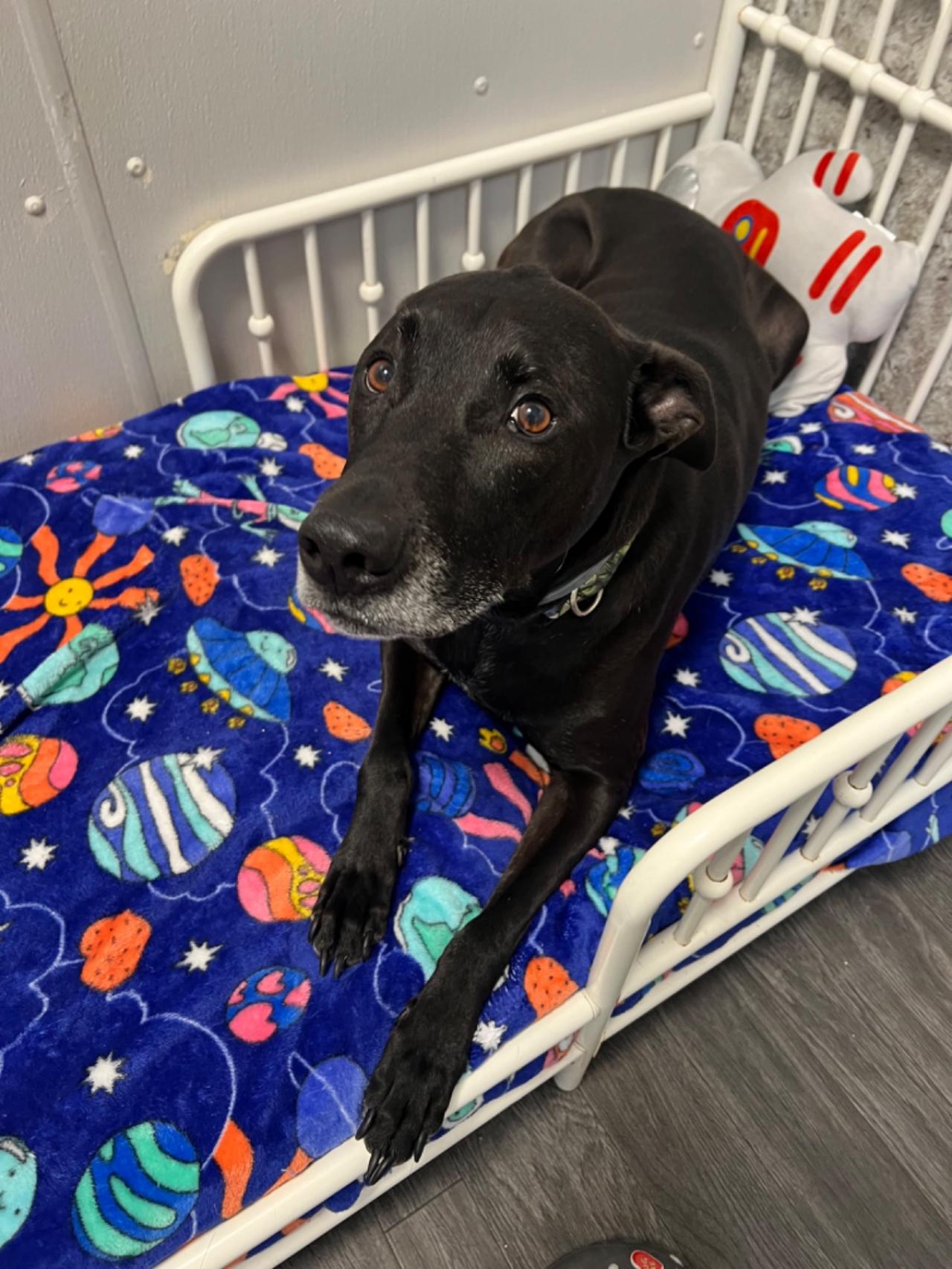 Pocono Bed & Biscuits Dog Hotel (Bushkill) Paw Partner