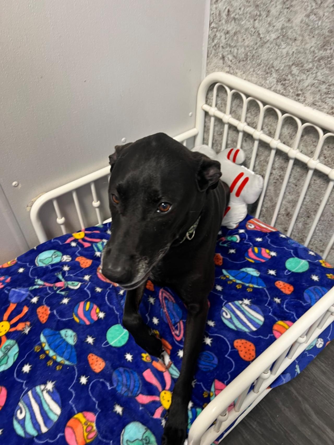 Pocono Bed & Biscuits Dog Hotel (Bushkill) Paw Partner