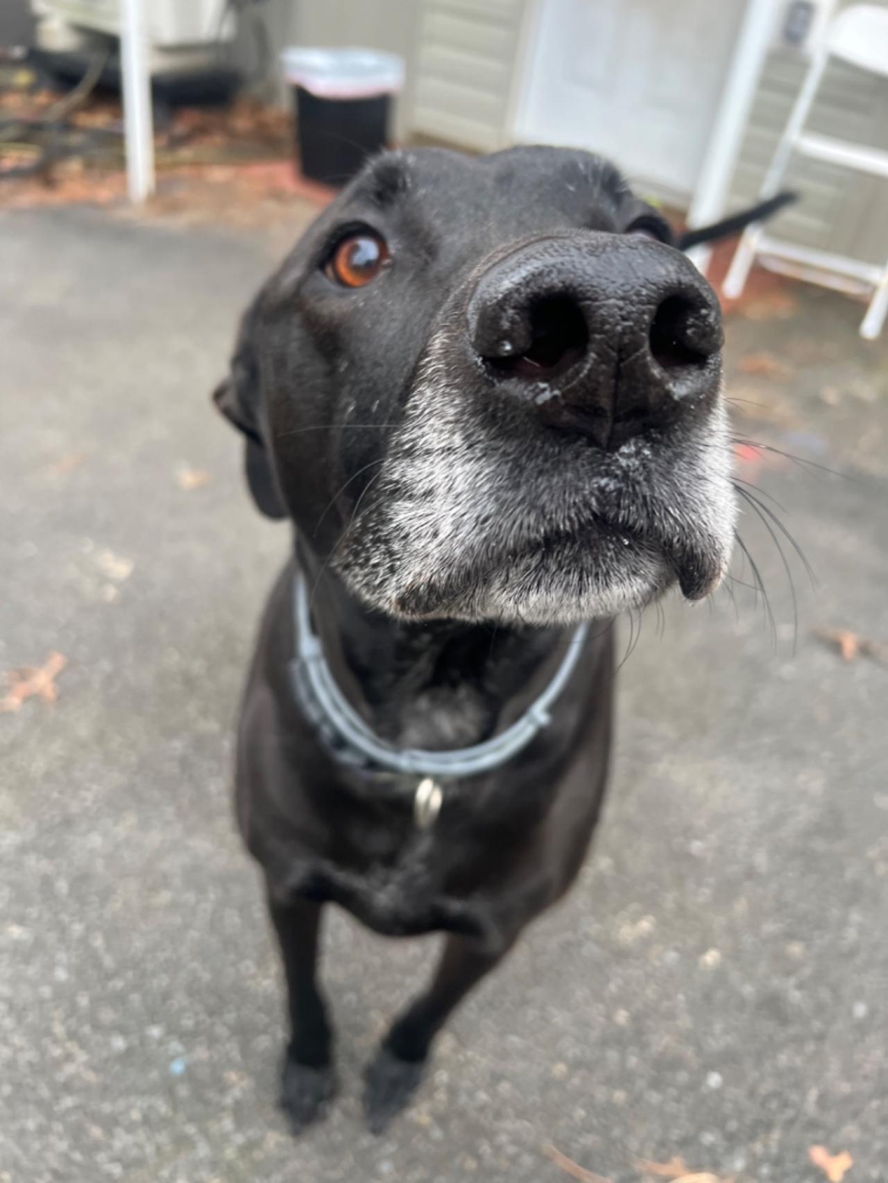 Pocono Bed & Biscuits Dog Hotel (Bushkill) Paw Partner