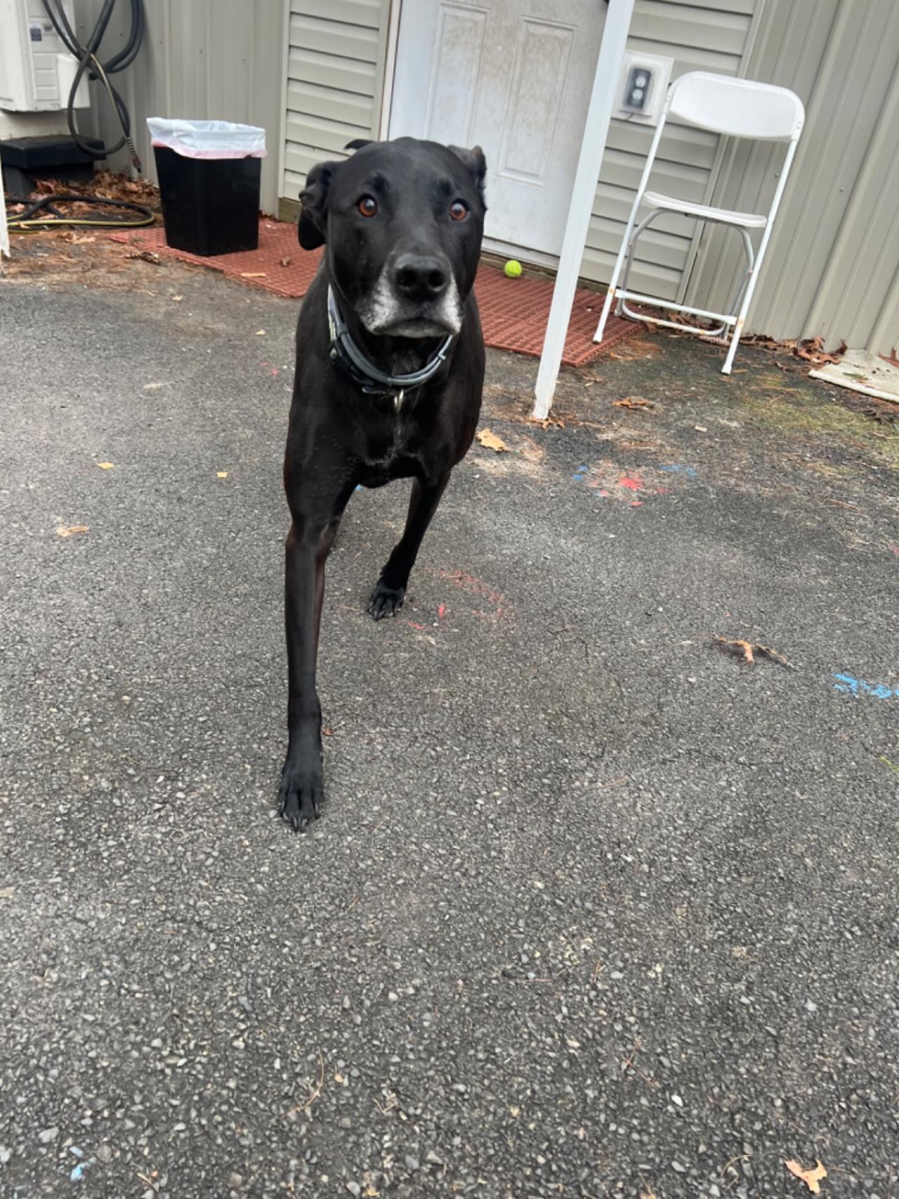 Pocono Bed & Biscuits Dog Hotel (Bushkill) Paw Partner