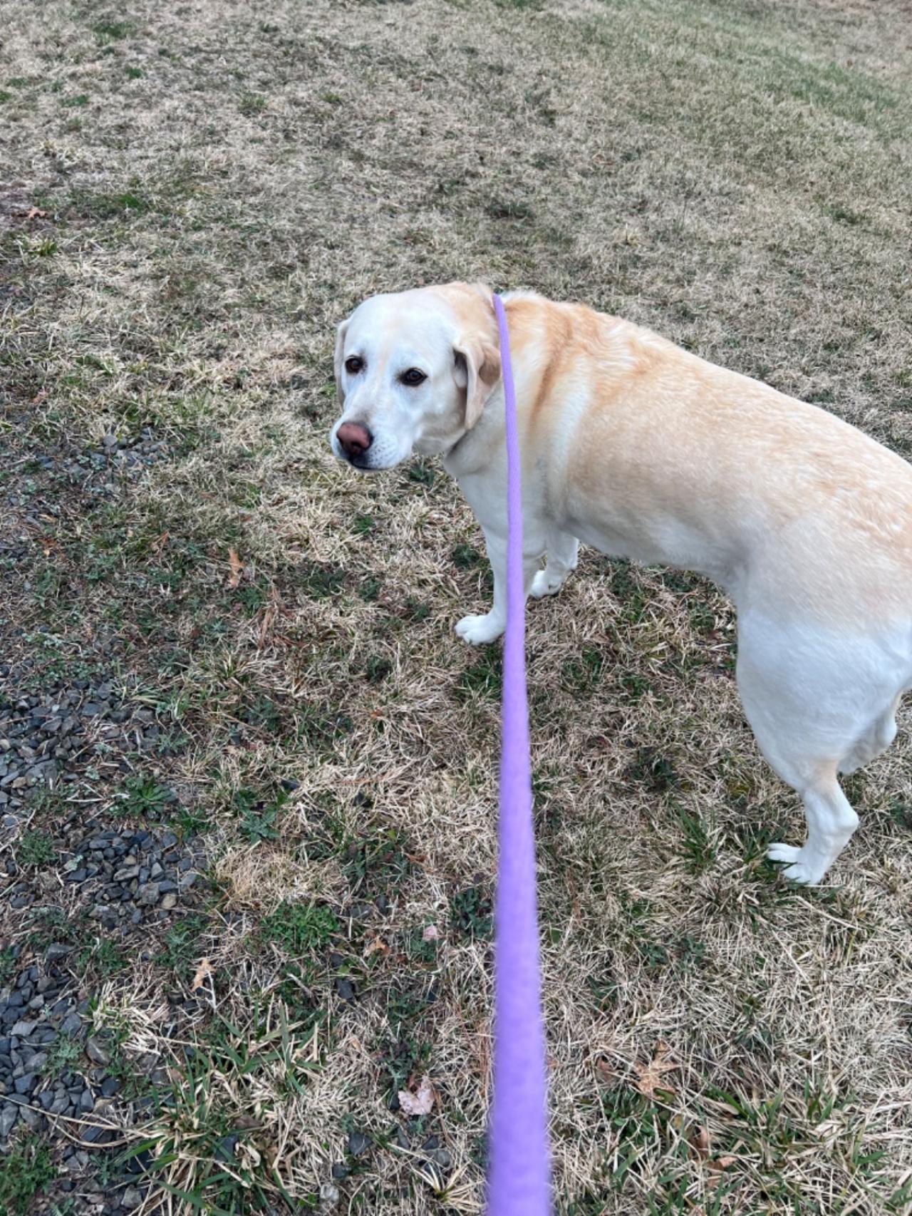 Pocono Bed & Biscuits Dog Hotel (Bushkill) Paw Partner