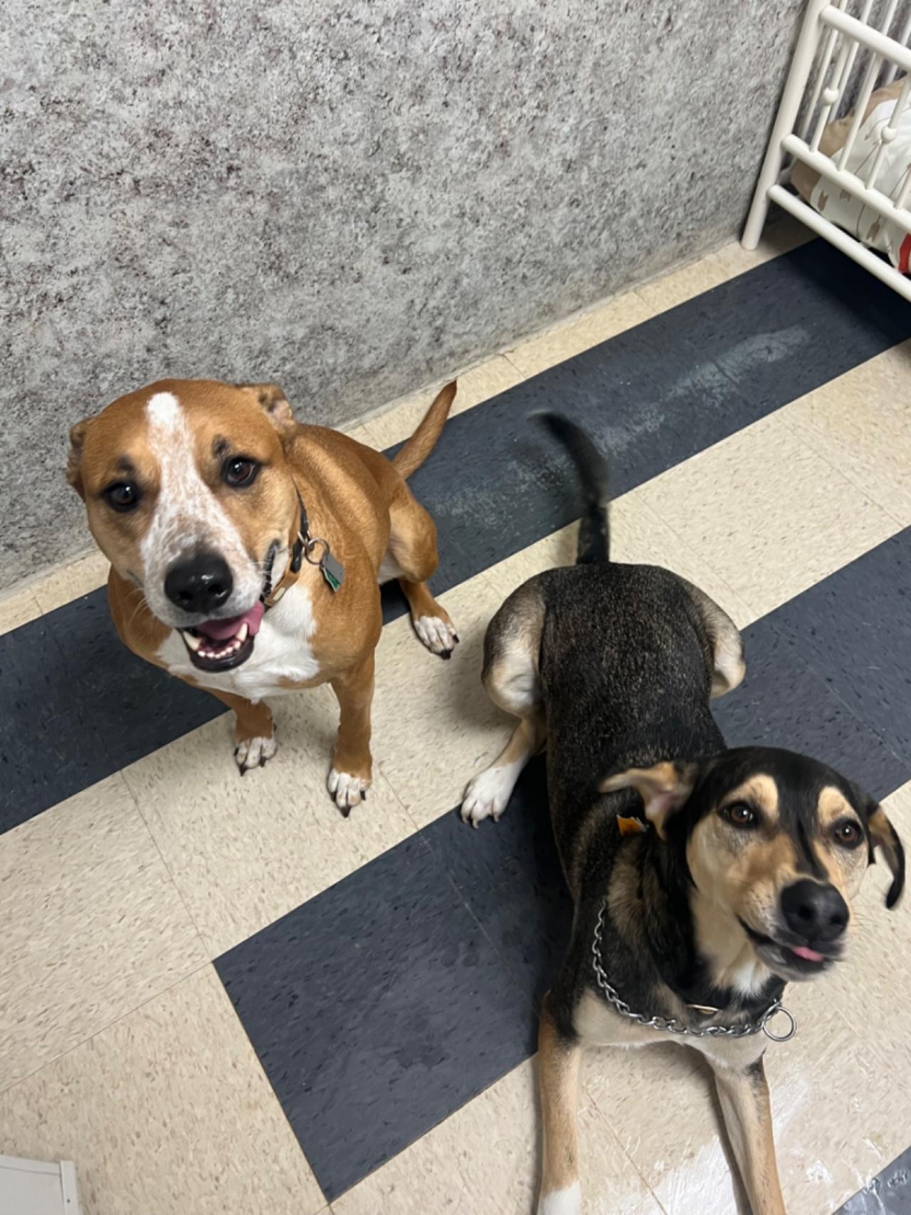 Pocono Bed & Biscuits Dog Hotel (Bushkill) Paw Partner