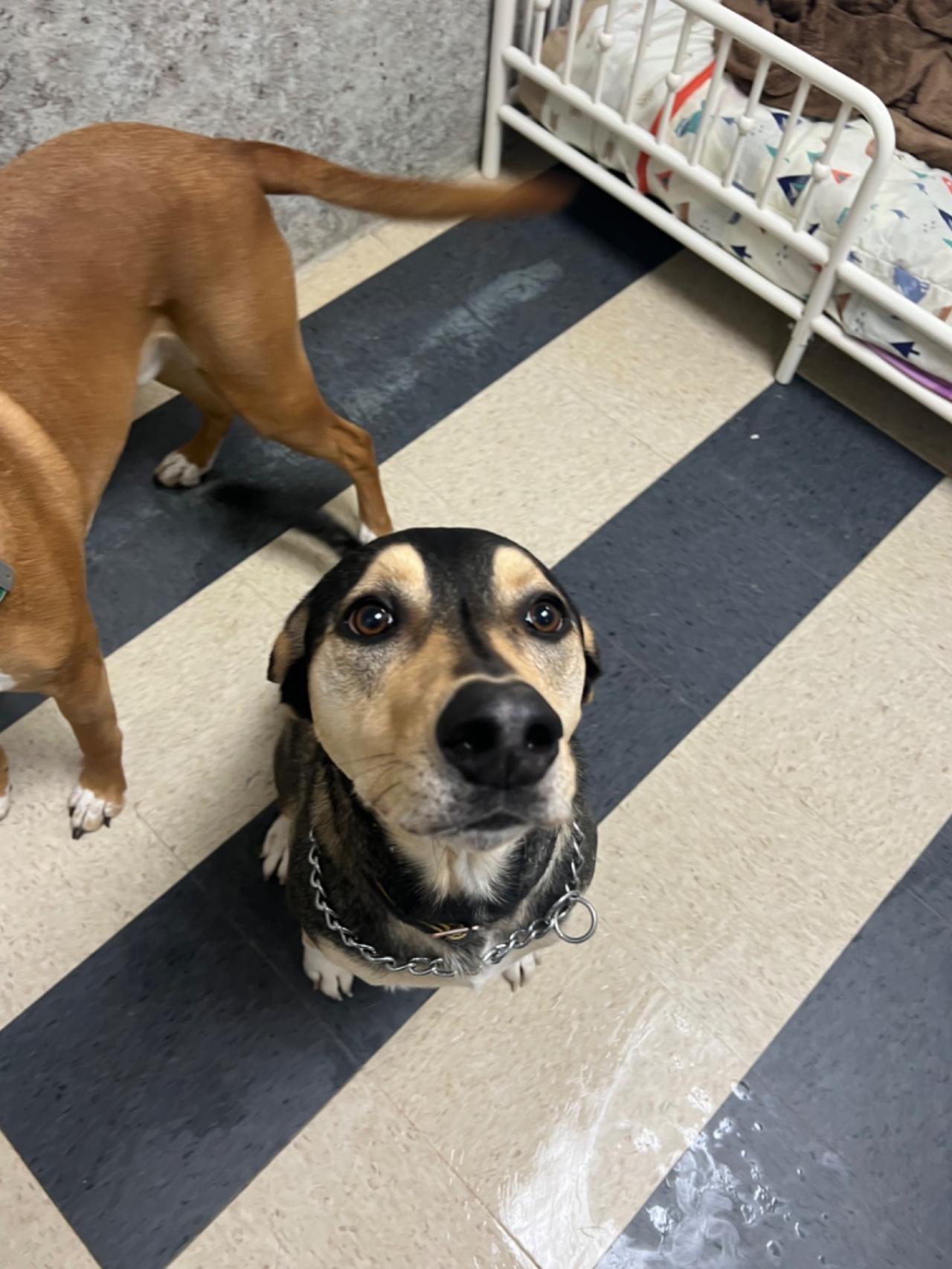 Pocono Bed & Biscuits Dog Hotel (Bushkill) Paw Partner