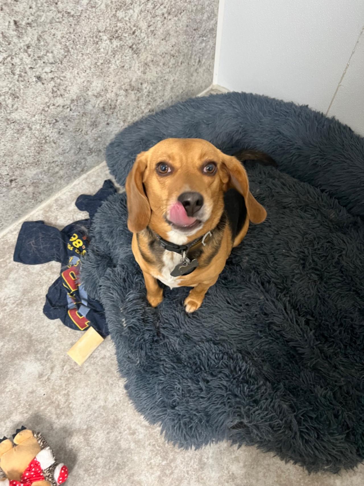 Pocono Bed & Biscuits Dog Hotel (Bushkill) Paw Partner