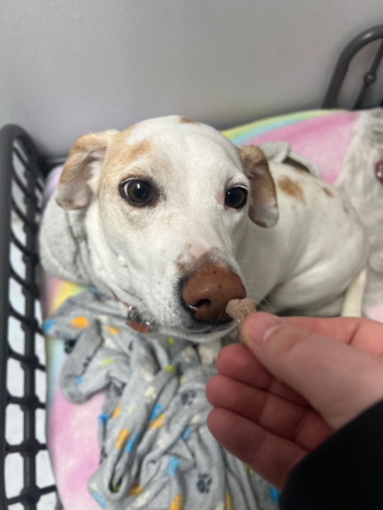 Pocono Bed & Biscuits Dog Hotel (Bushkill) Paw Partner