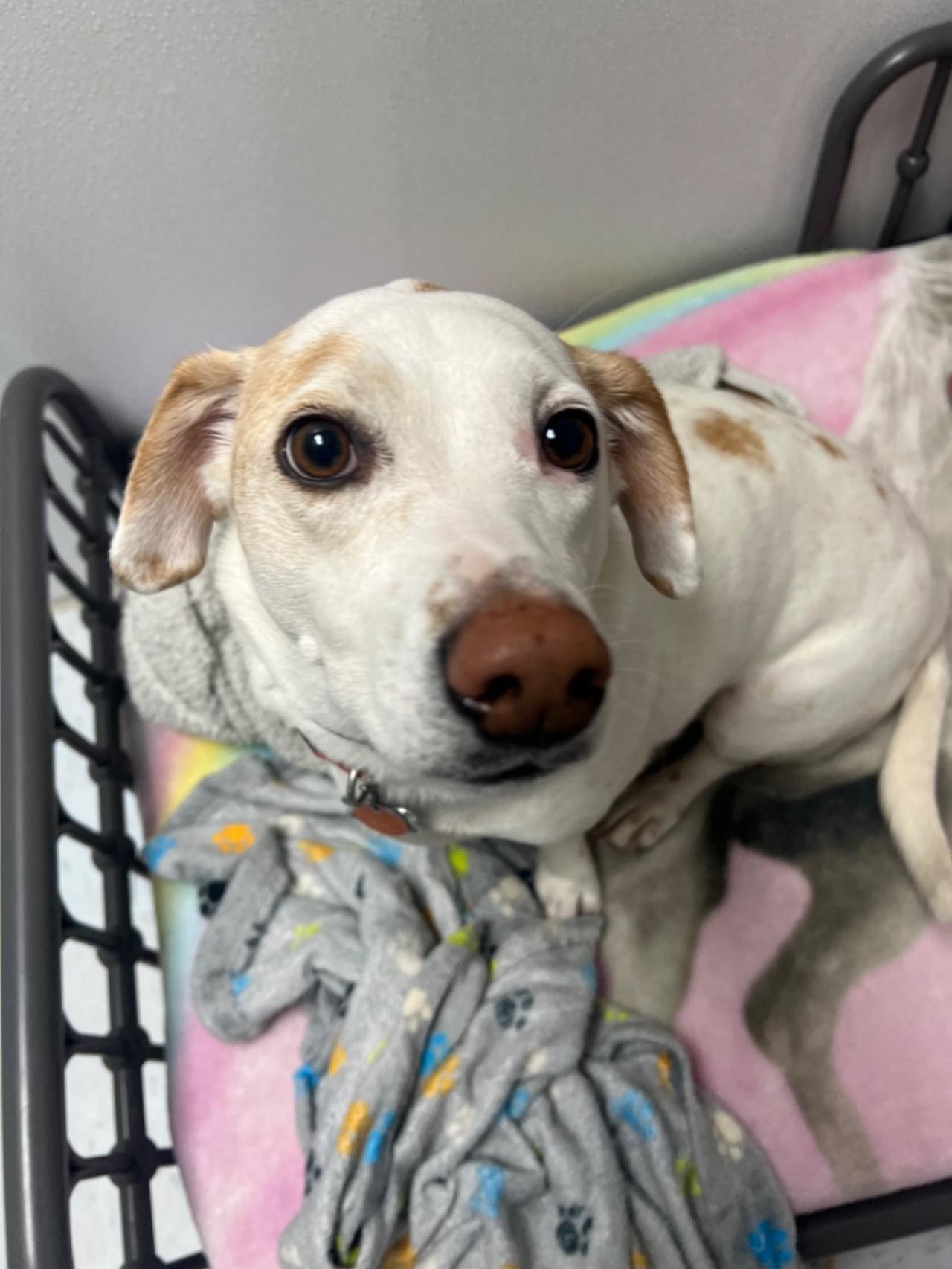 Pocono Bed & Biscuits Dog Hotel (Bushkill) Paw Partner