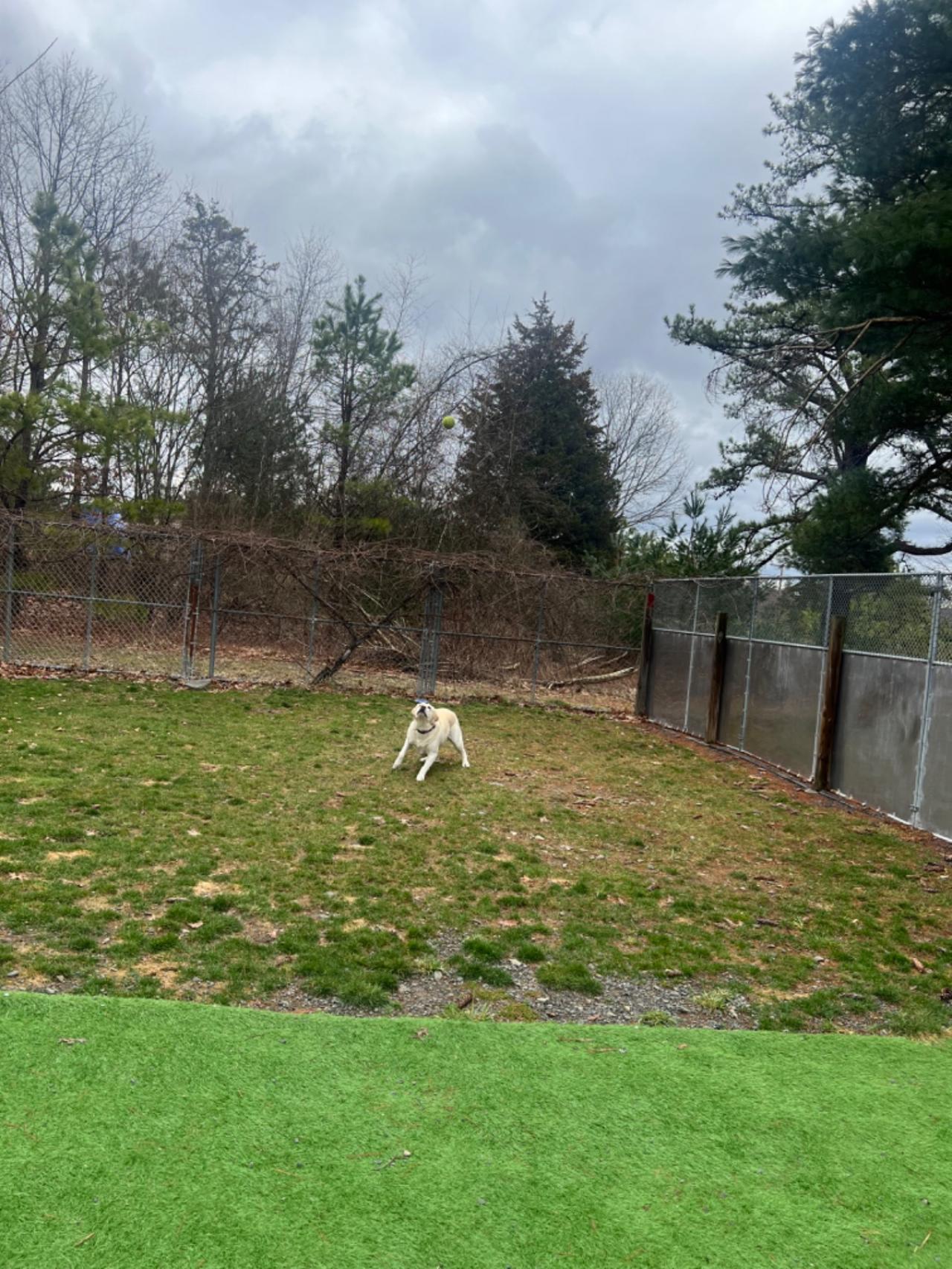 Pocono Bed & Biscuits Dog Hotel (Bushkill) Paw Partner