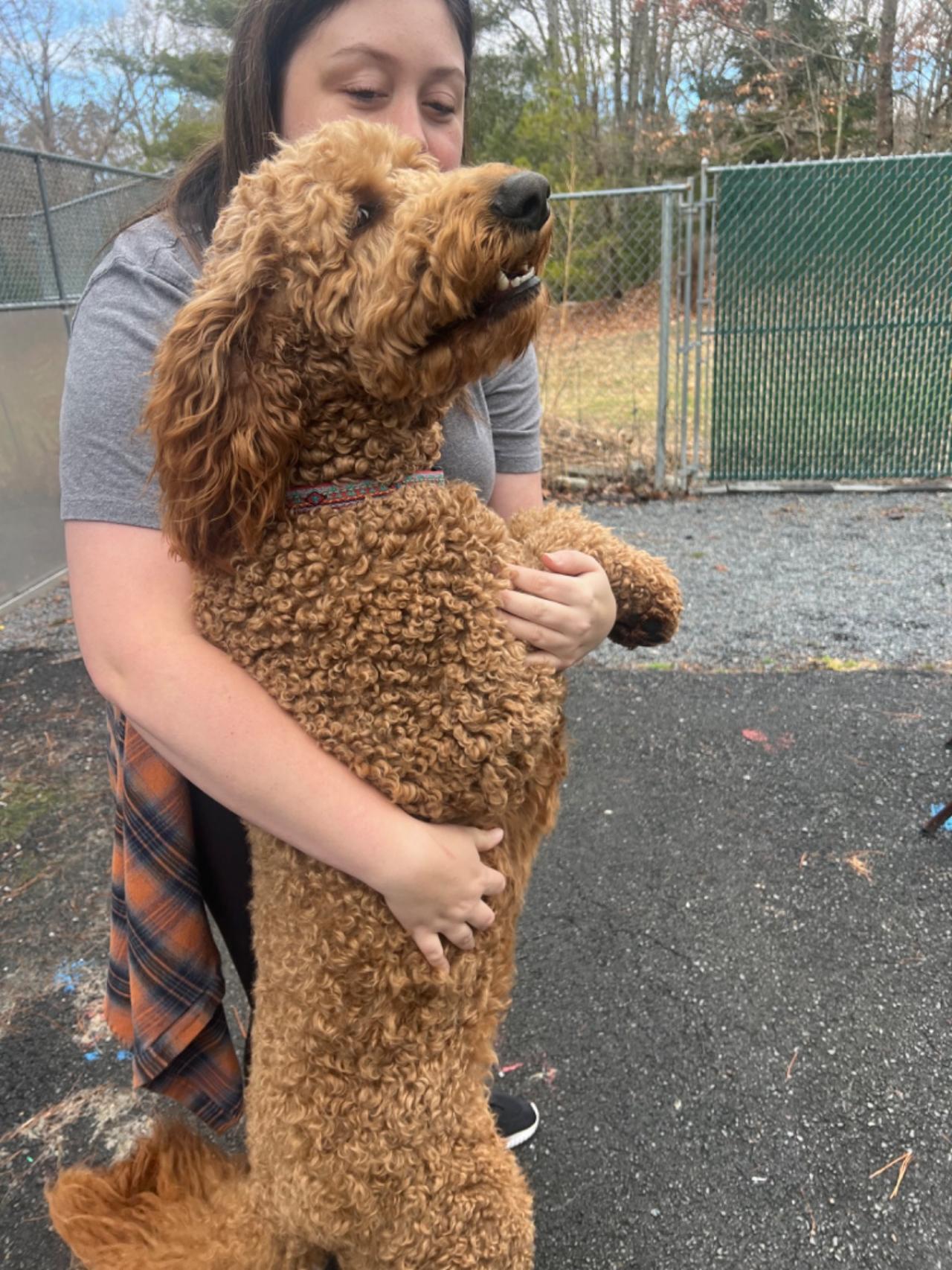 Pocono Bed & Biscuits Dog Hotel (Bushkill) Paw Partner