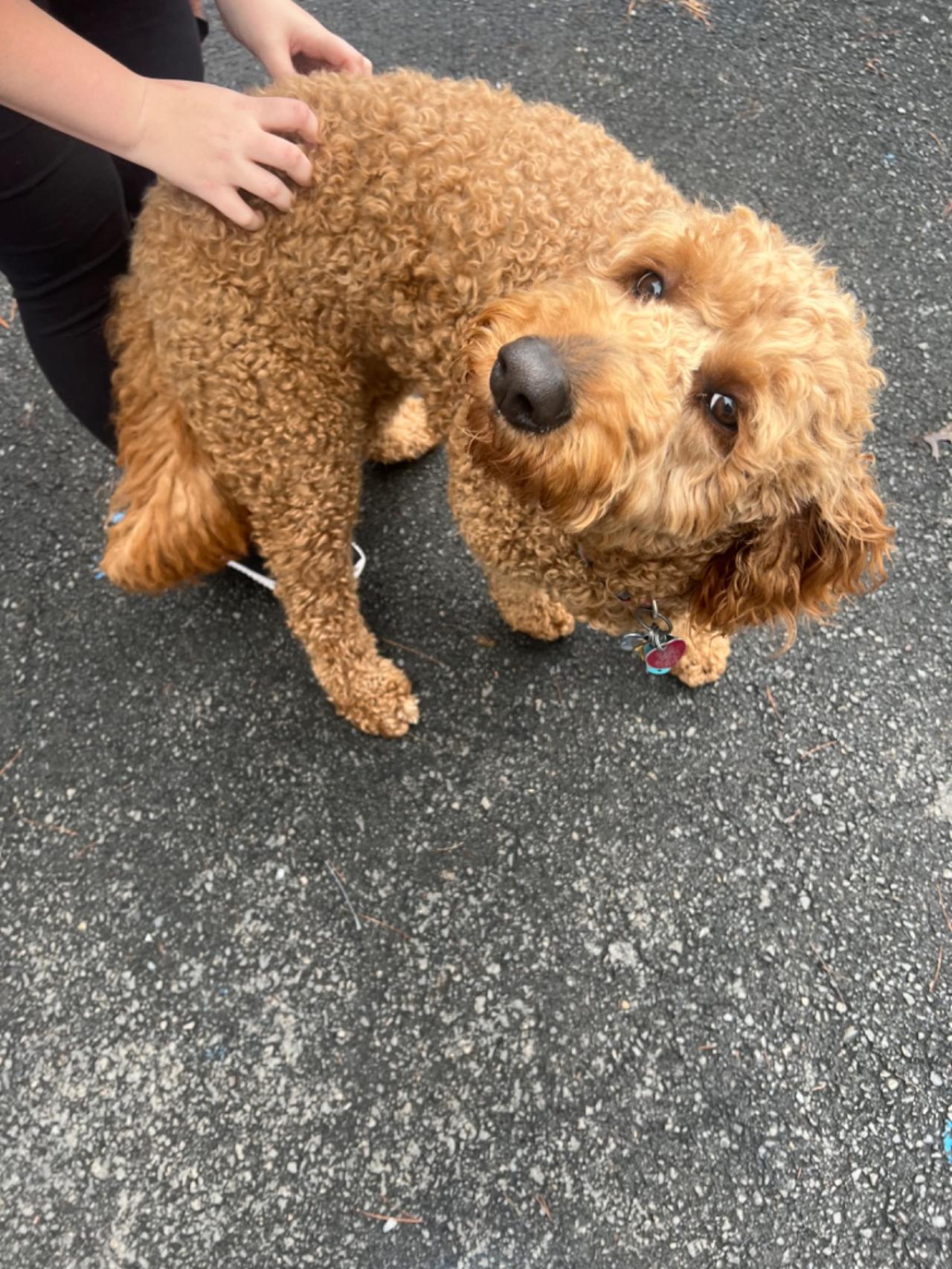 Pocono Bed & Biscuits Dog Hotel (Bushkill) Paw Partner