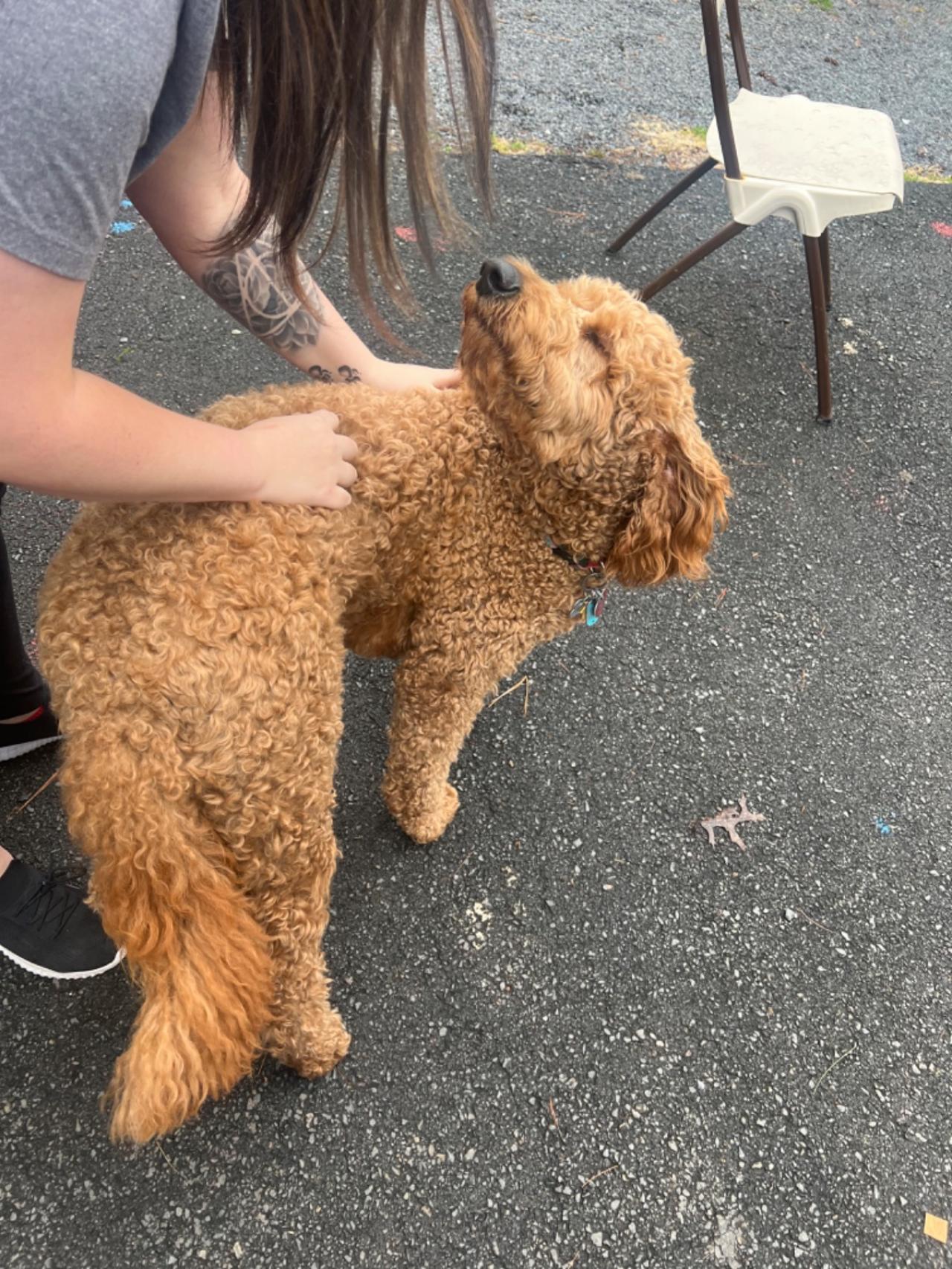 Pocono Bed & Biscuits Dog Hotel (Bushkill) Paw Partner