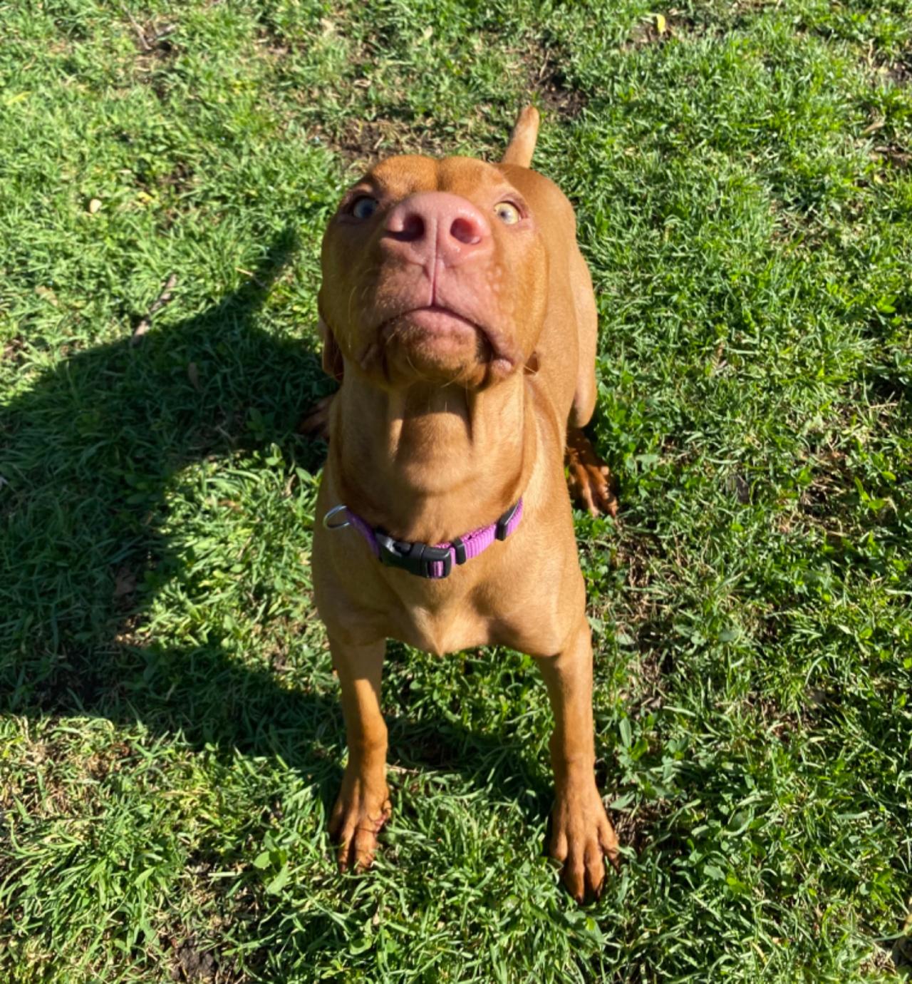 Branson Pet Resort Paw Partner