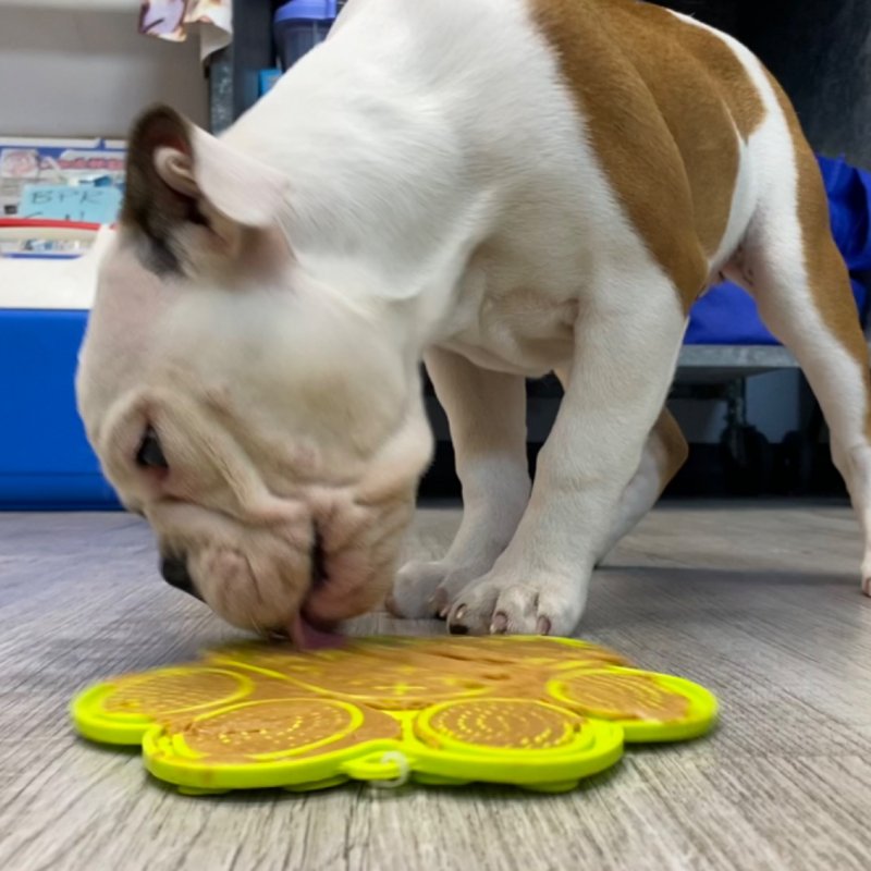 Branson Pet Resort Paw Partner