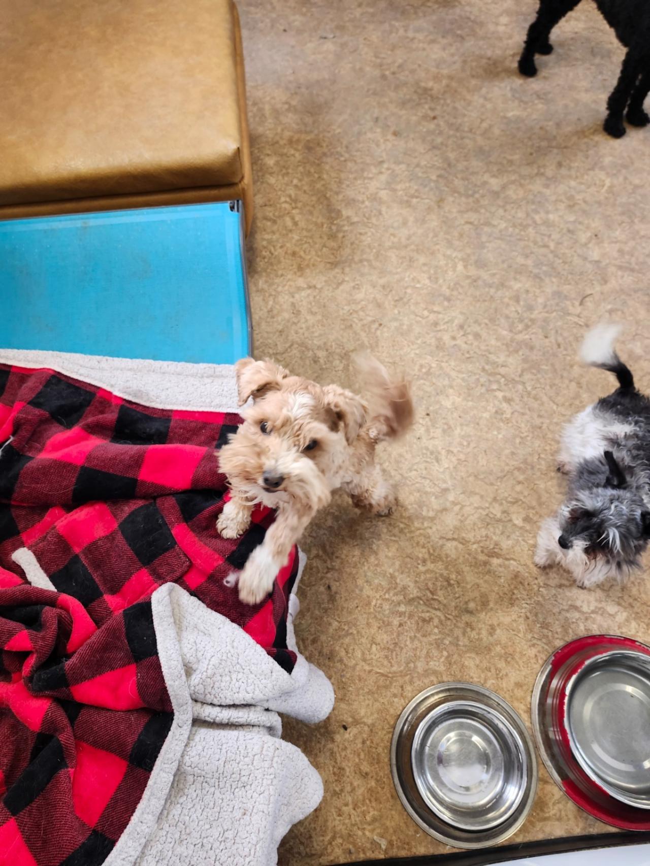 Very Important Pets Boarding Kennel & Grooming Salon Paw Partner