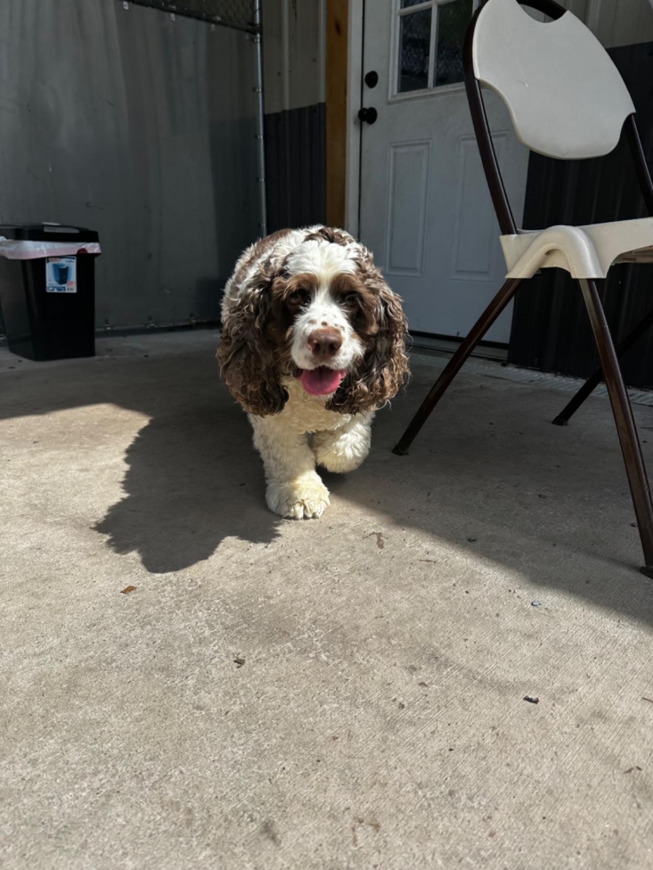 Pocono Bed & Biscuits Dog Hotel (Bushkill) Paw Partner