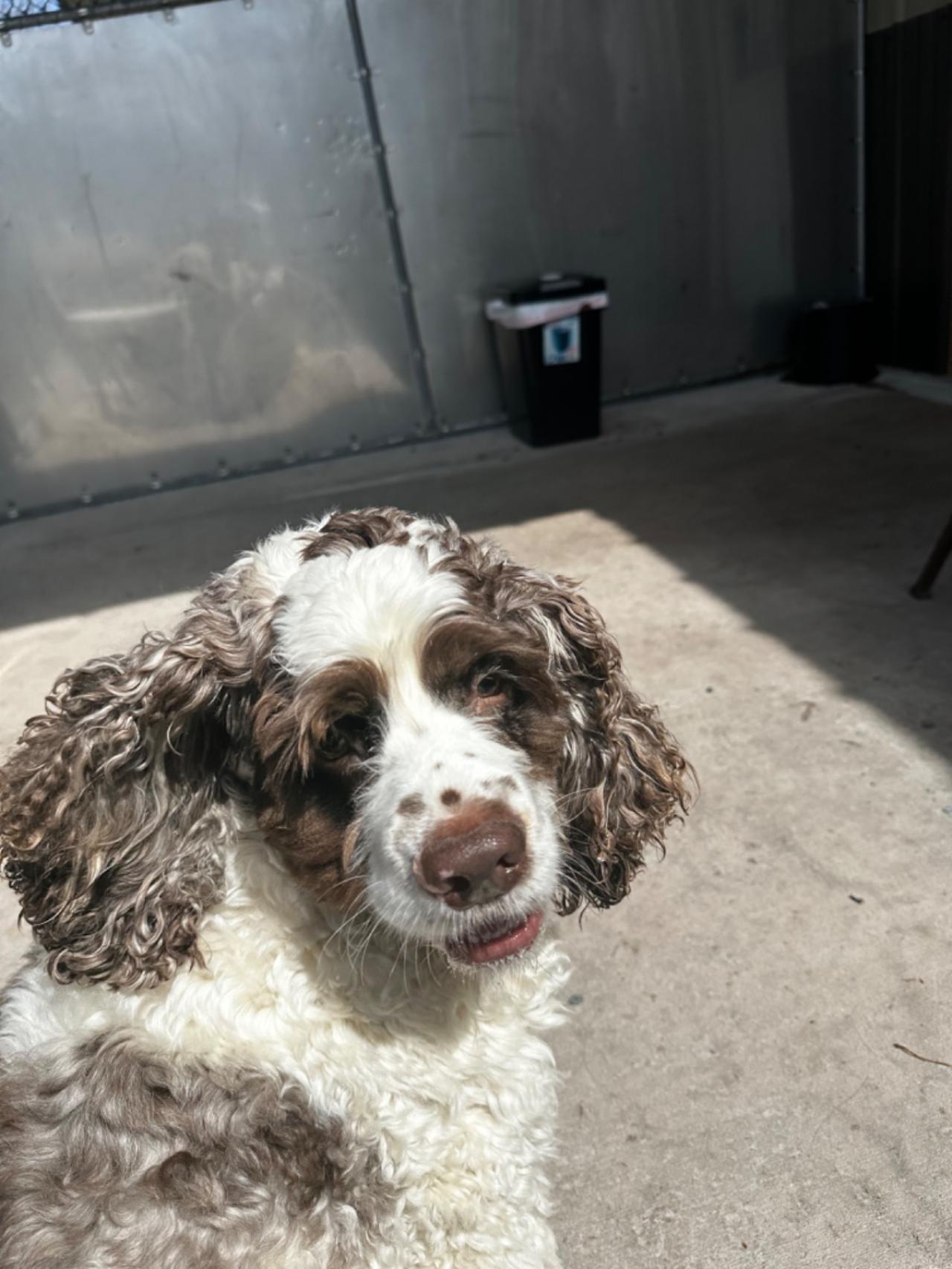 Pocono Bed & Biscuits Dog Hotel (Bushkill) Paw Partner