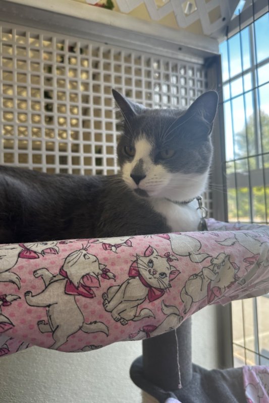 Pocono Bed & Biscuits Dog Hotel (Bushkill) Paw Partner