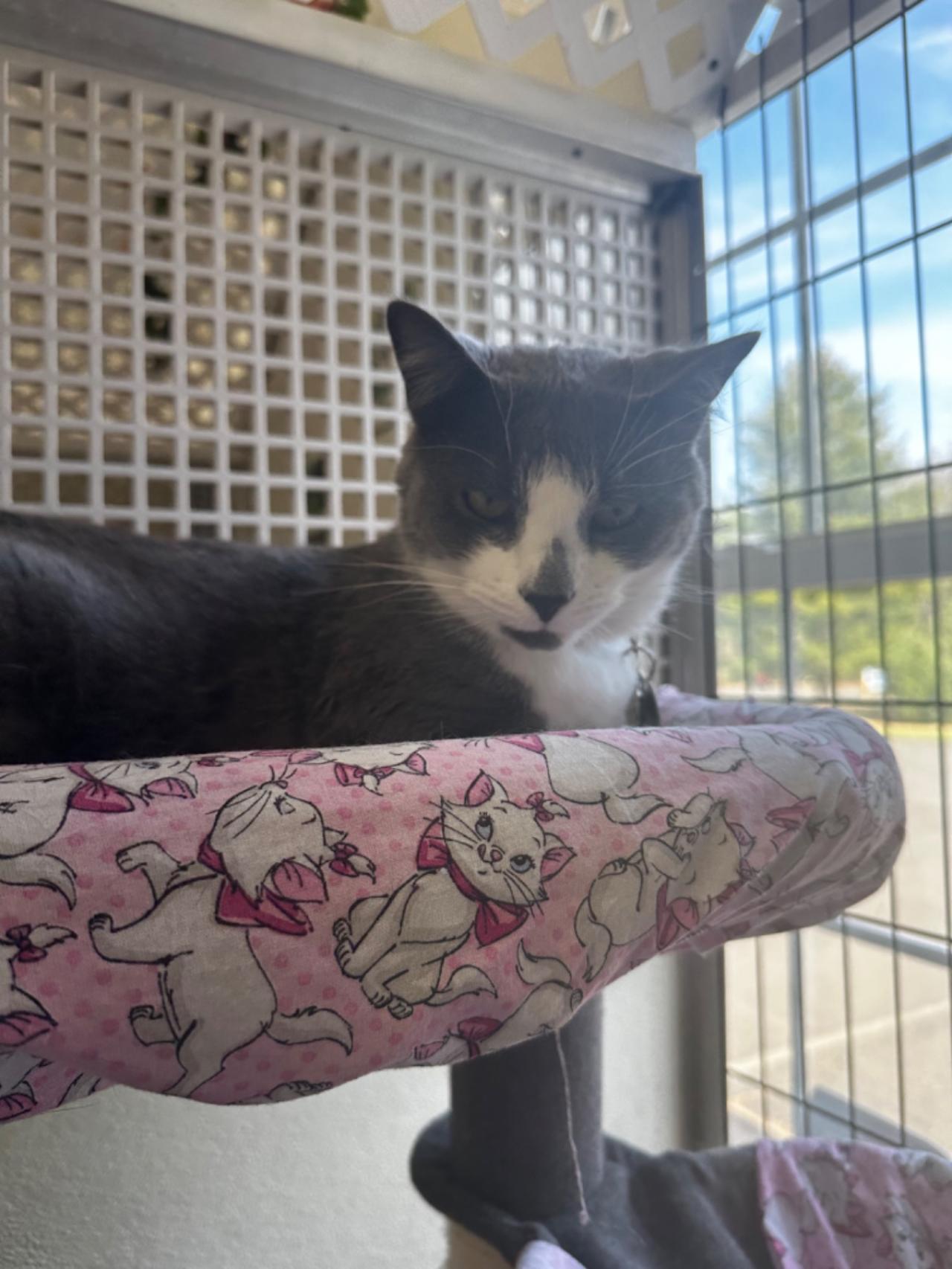 Pocono Bed & Biscuits Dog Hotel (Bushkill) Paw Partner