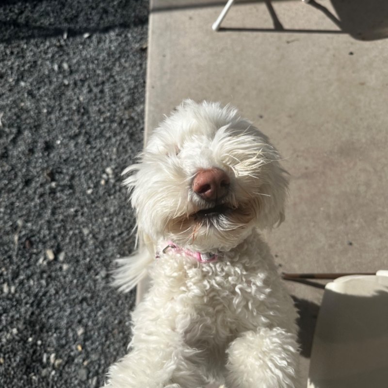 Pocono Bed & Biscuits Dog Hotel (Bushkill) Paw Partner