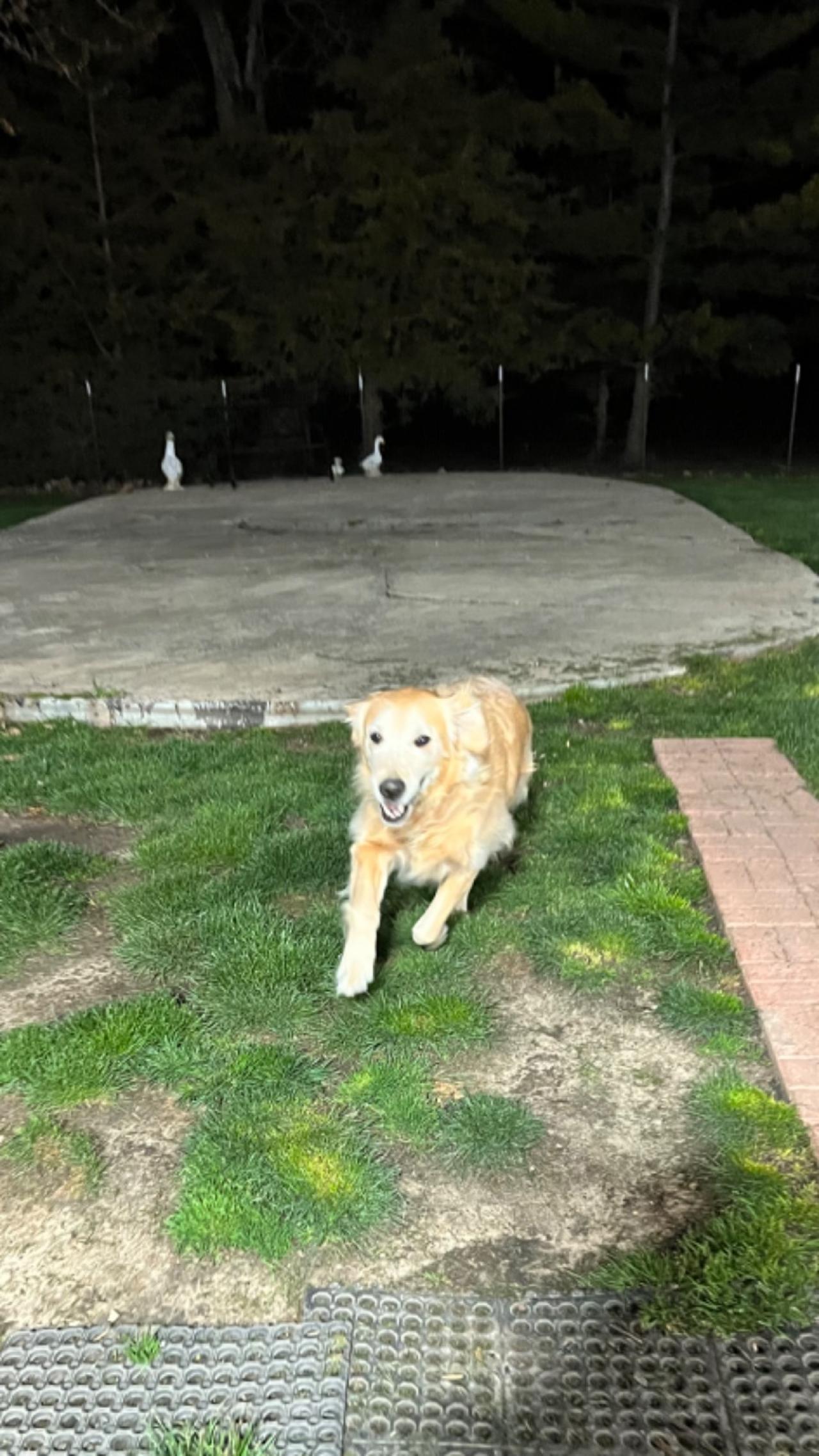 Top Dog Pet Grooming & Boarding Paw Partner