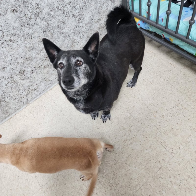 Pocono Bed & Biscuits Dog Hotel (Bushkill) Paw Partner