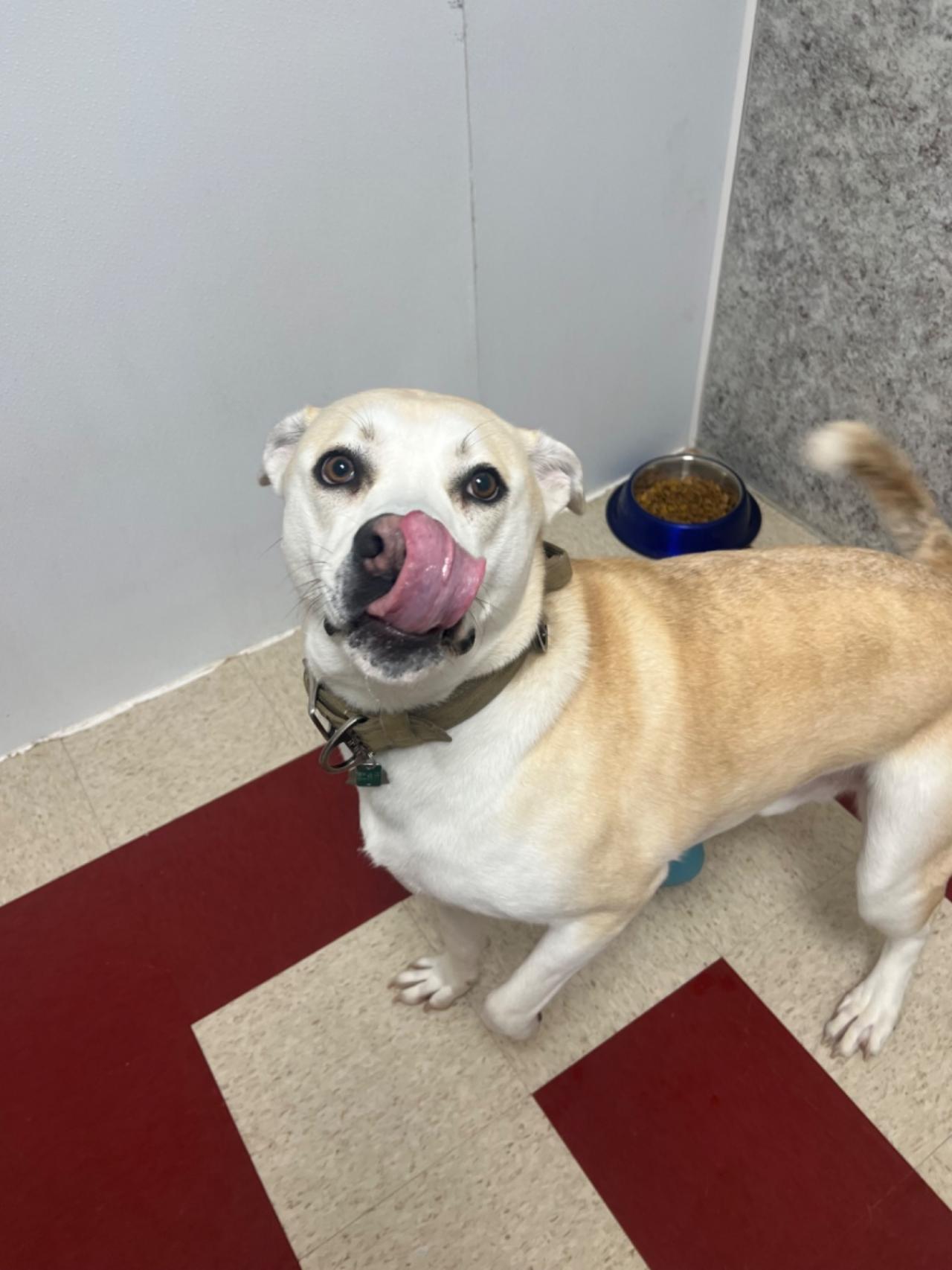 Pocono Bed & Biscuits Dog Hotel (Bushkill) Paw Partner