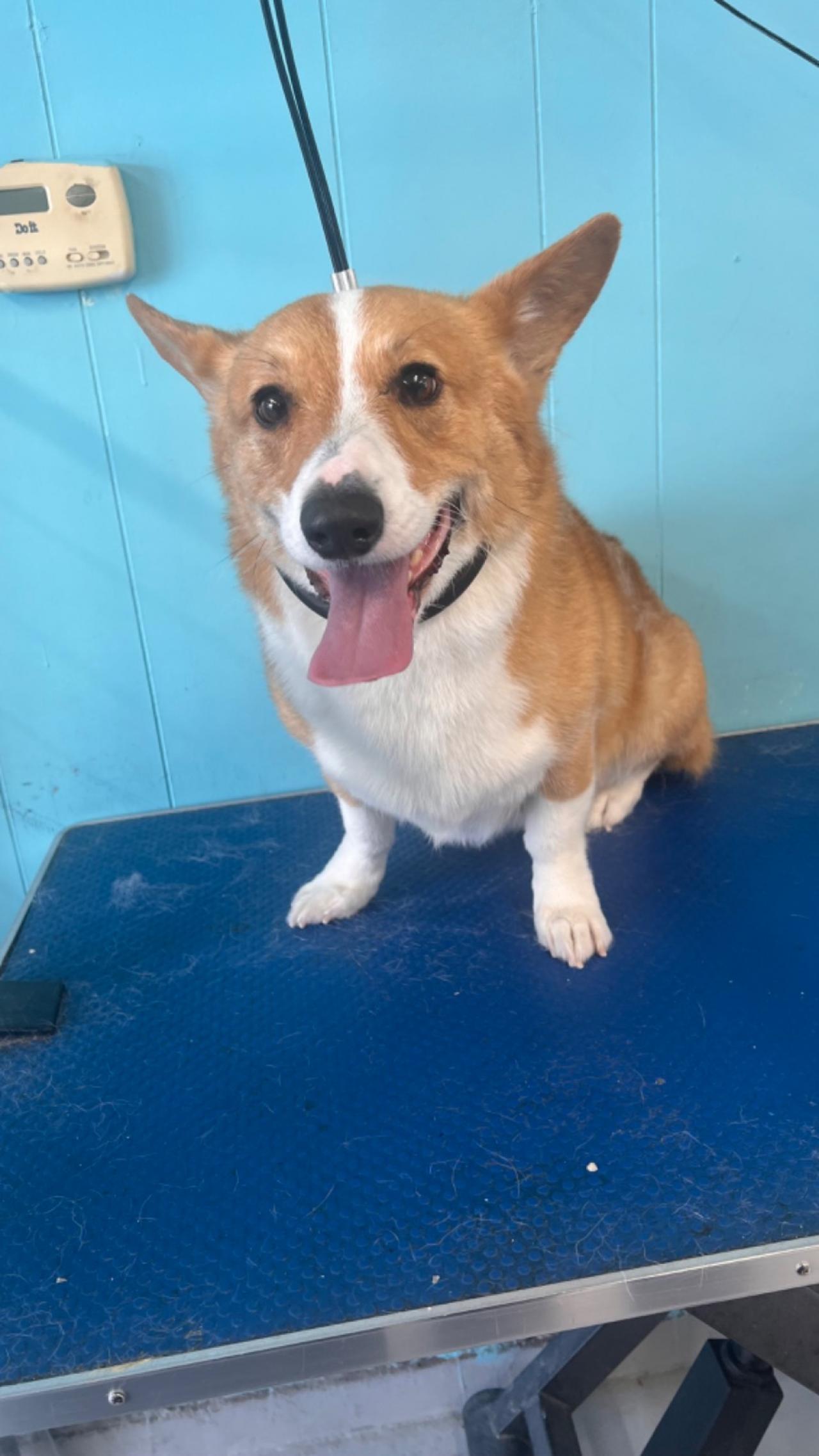 Top Dog Pet Grooming & Boarding Paw Partner