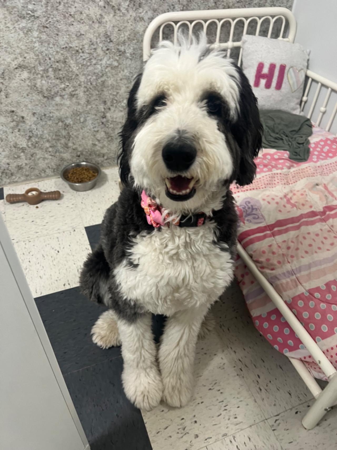 Pocono Bed & Biscuits Dog Hotel (Bushkill) Paw Partner