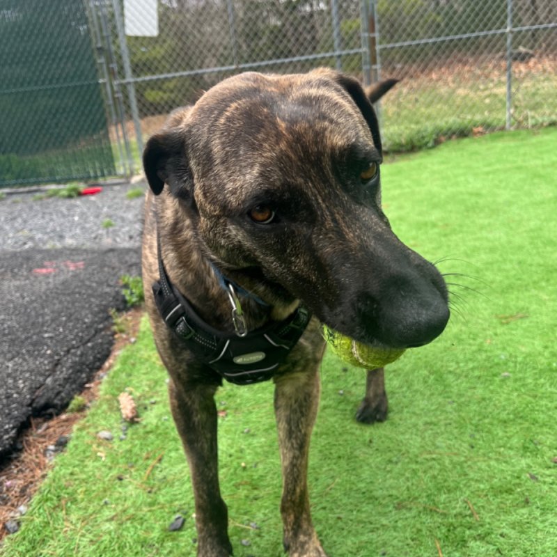 Pocono Bed & Biscuits Dog Hotel (Bushkill) Paw Partner