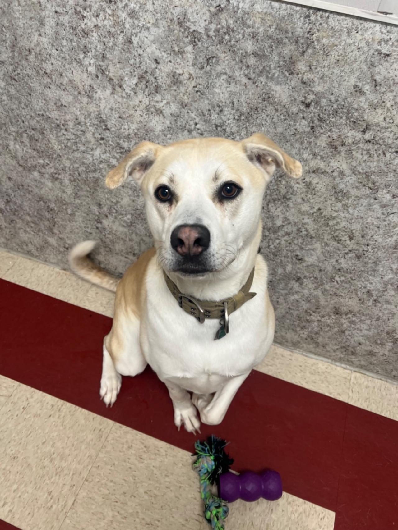 Pocono Bed & Biscuits Dog Hotel (Bushkill) Paw Partner