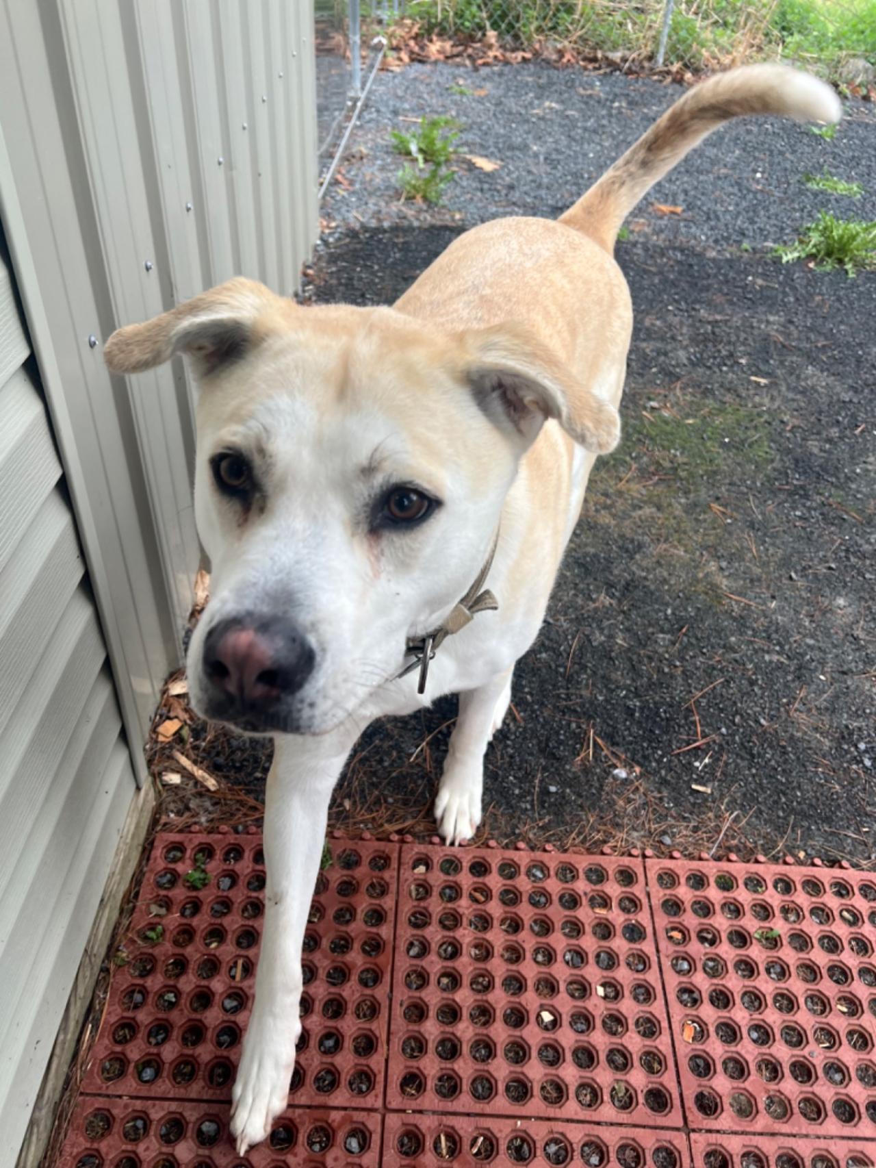 Pocono Bed & Biscuits Dog Hotel (Bushkill) Paw Partner