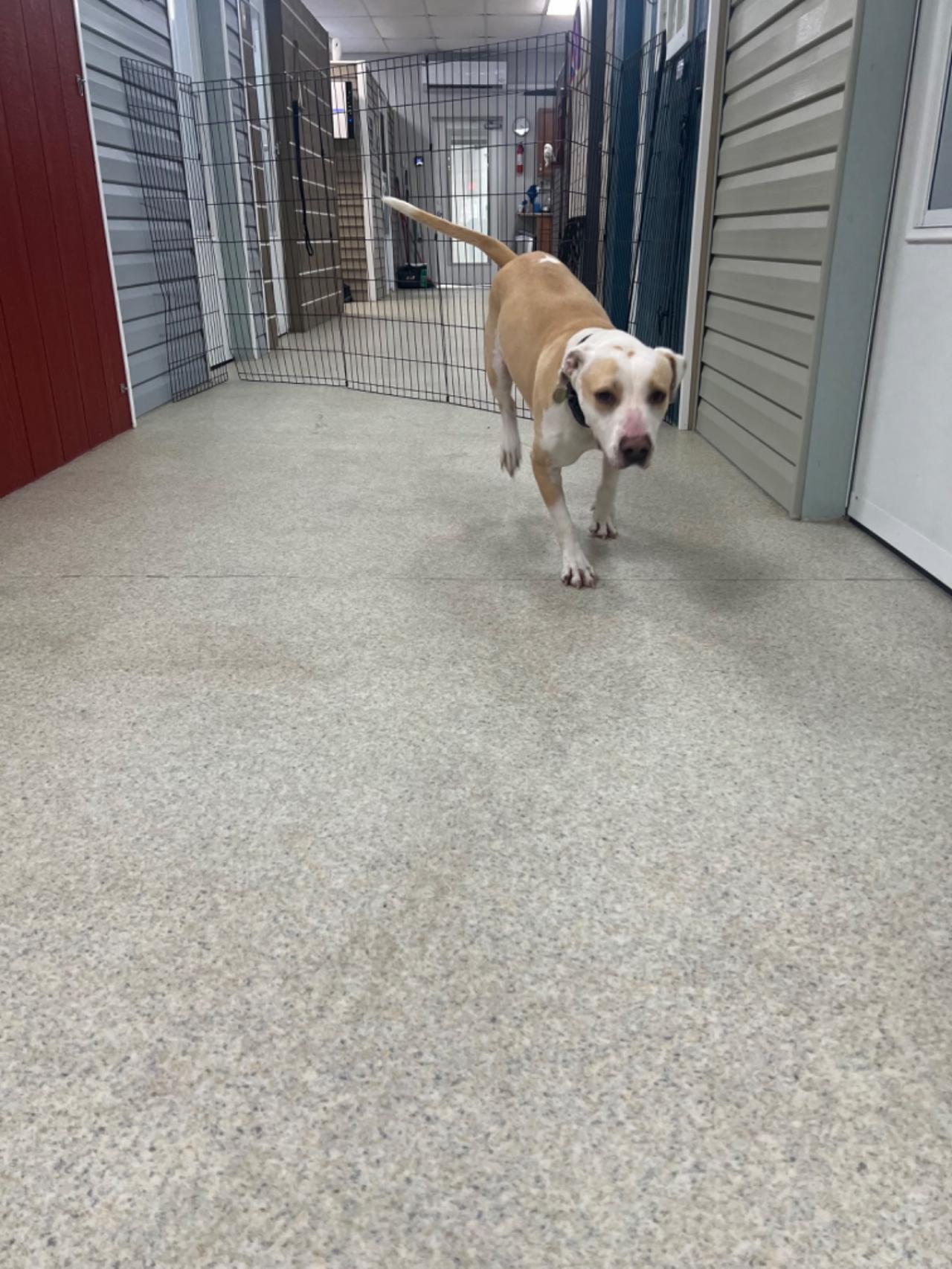 Pocono Bed & Biscuits Dog Hotel (Bushkill) Paw Partner