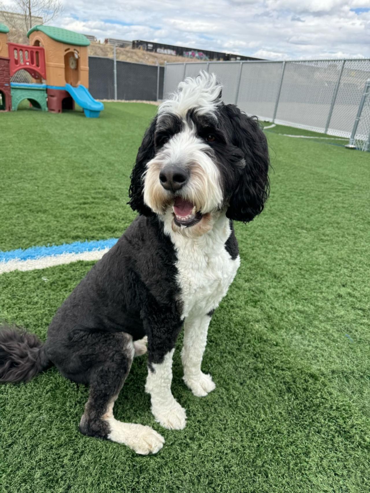 Urban Tails Paw Partner urban-tails-paw-partner