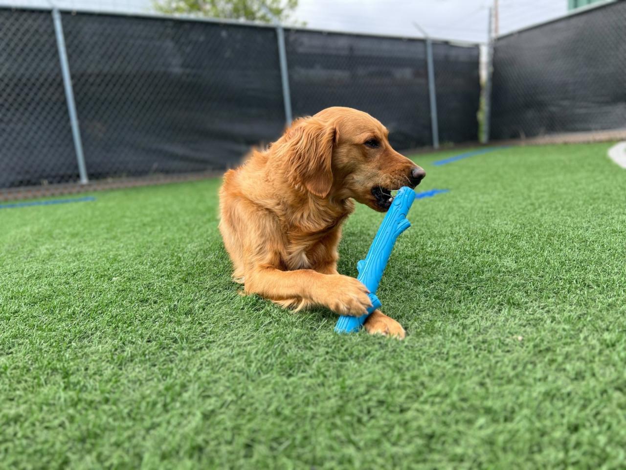 Urban Tails Paw Partner urban-tails-paw-partner