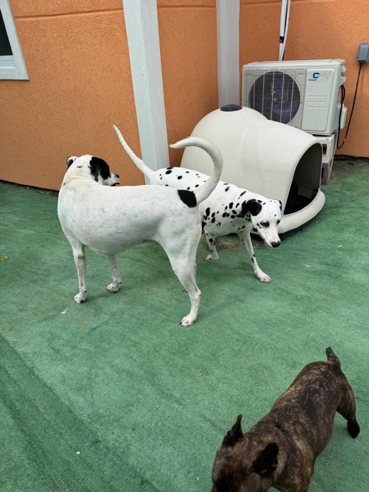 Bed N' Barkfest Paw Partner