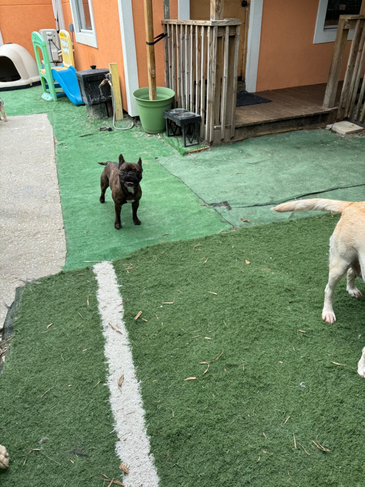 Bed N' Barkfest Paw Partner