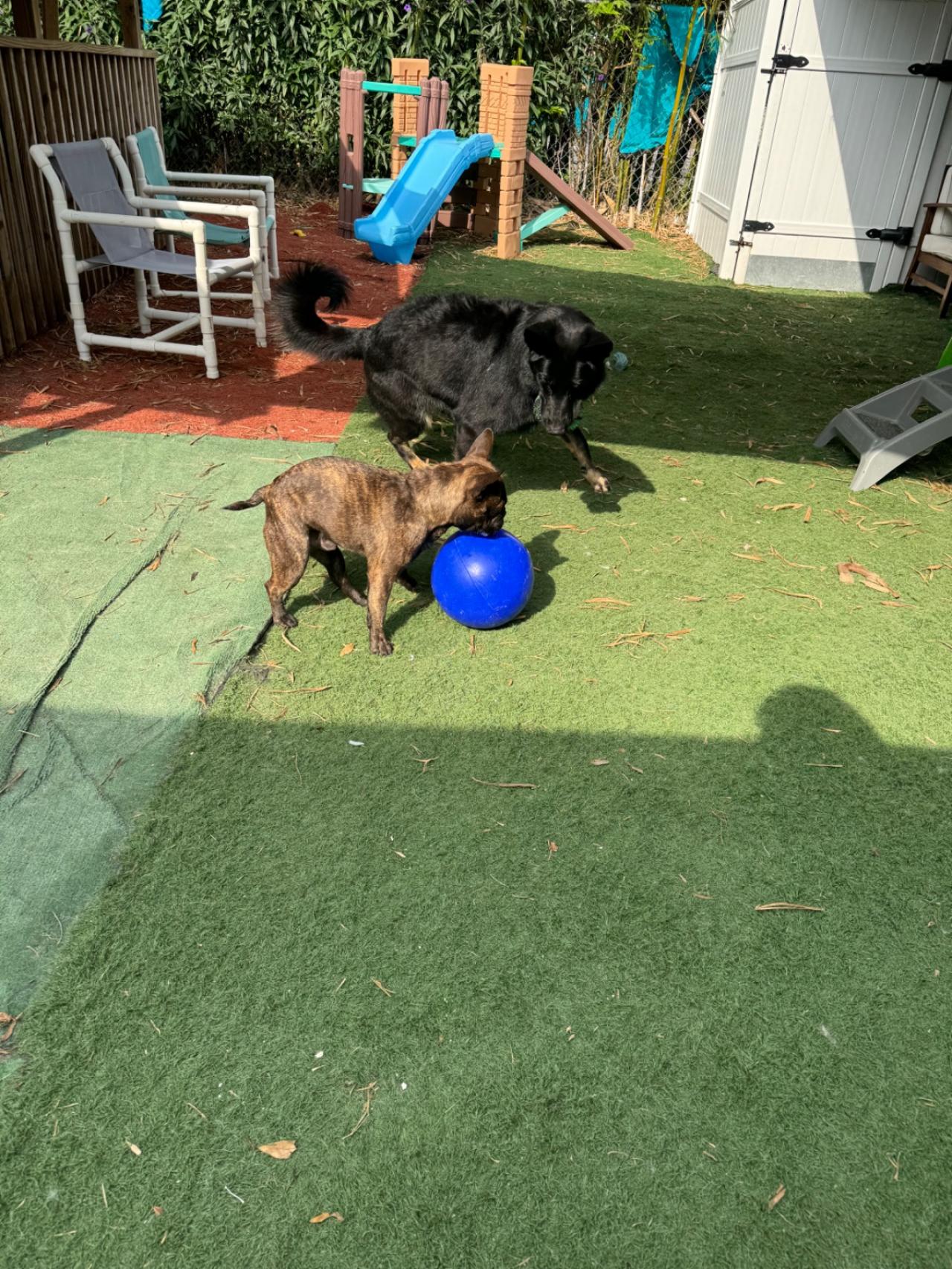 Bed N' Barkfest Paw Partner