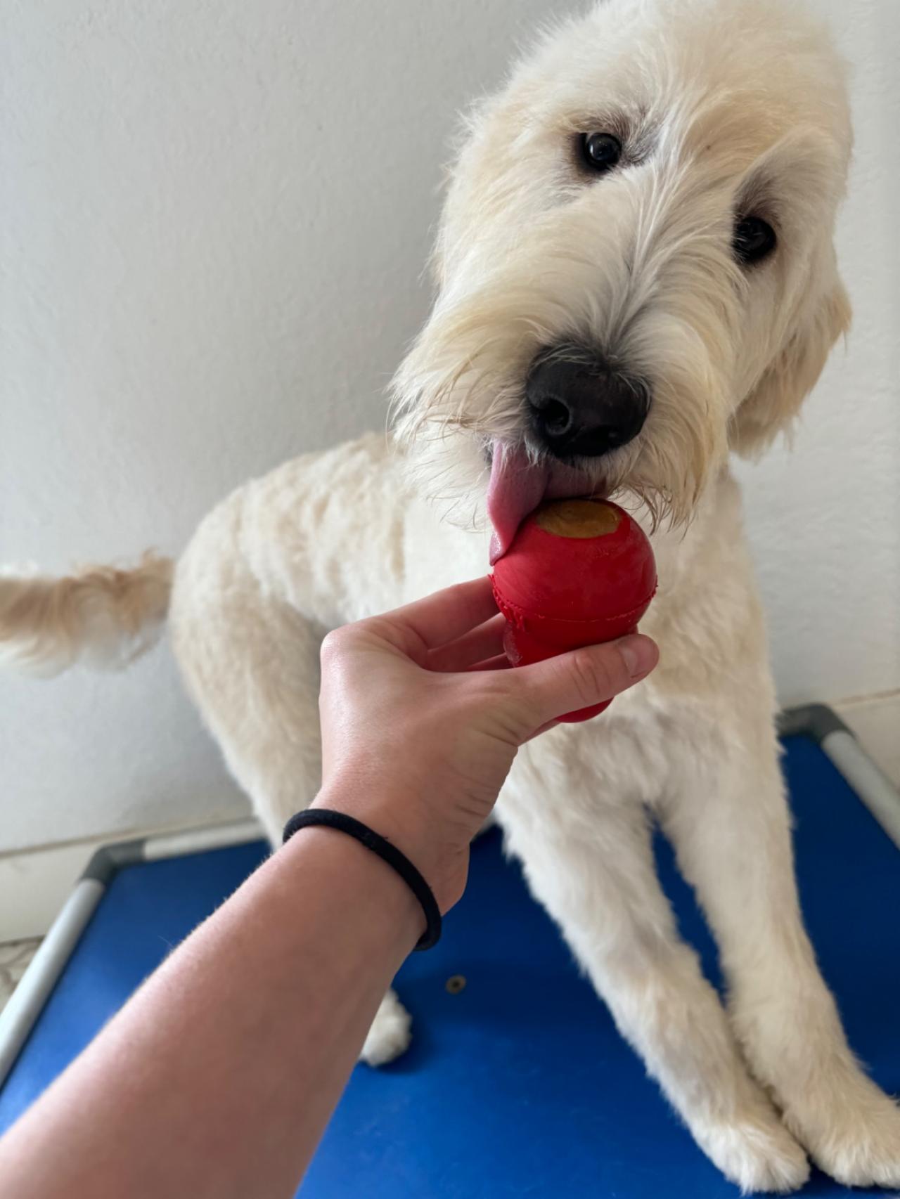 Bed N' Barkfest Paw Partner