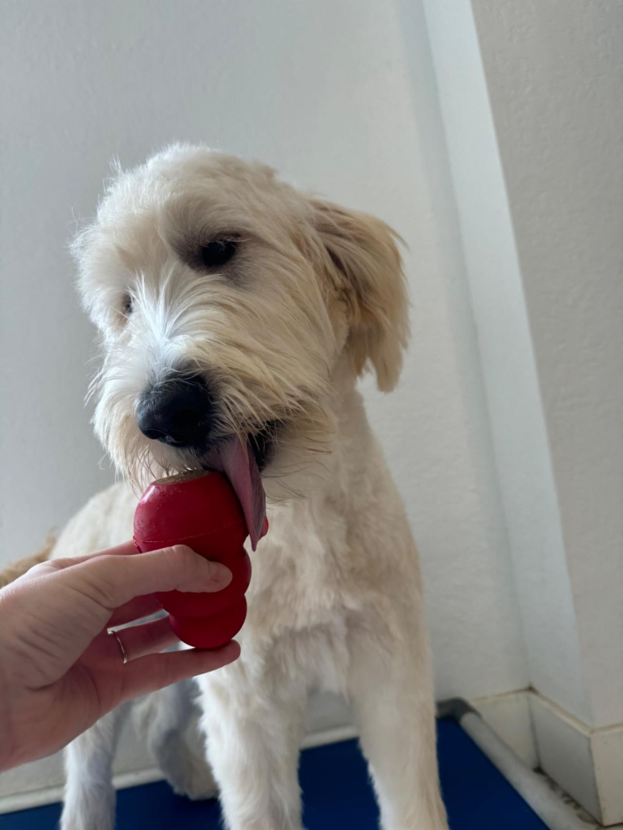 Bed N' Barkfest Paw Partner