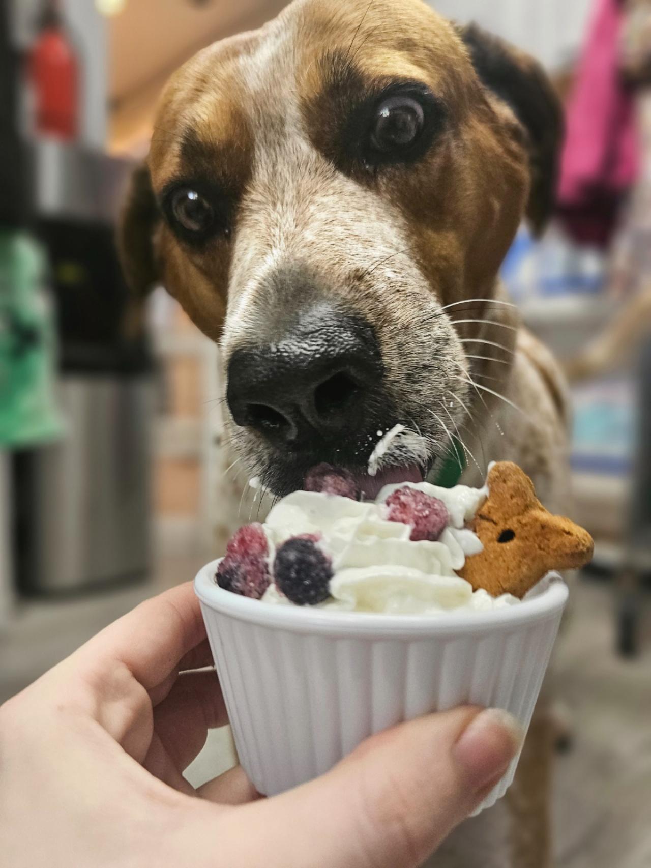 Branson Pet Resort Paw Partner