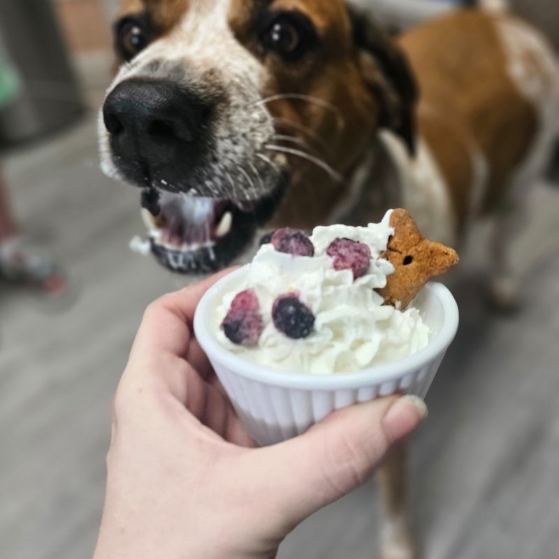 Branson Pet Resort Paw Partner