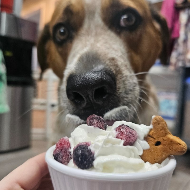 Branson Pet Resort Paw Partner