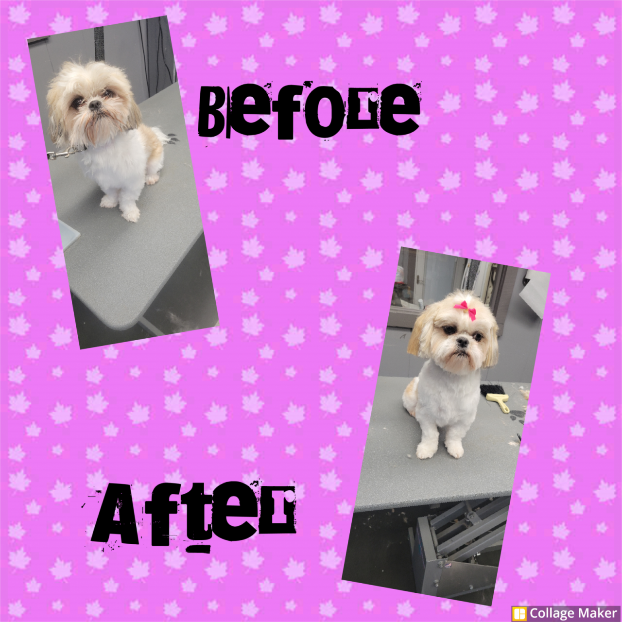 The Dog House & Training Paw Partner