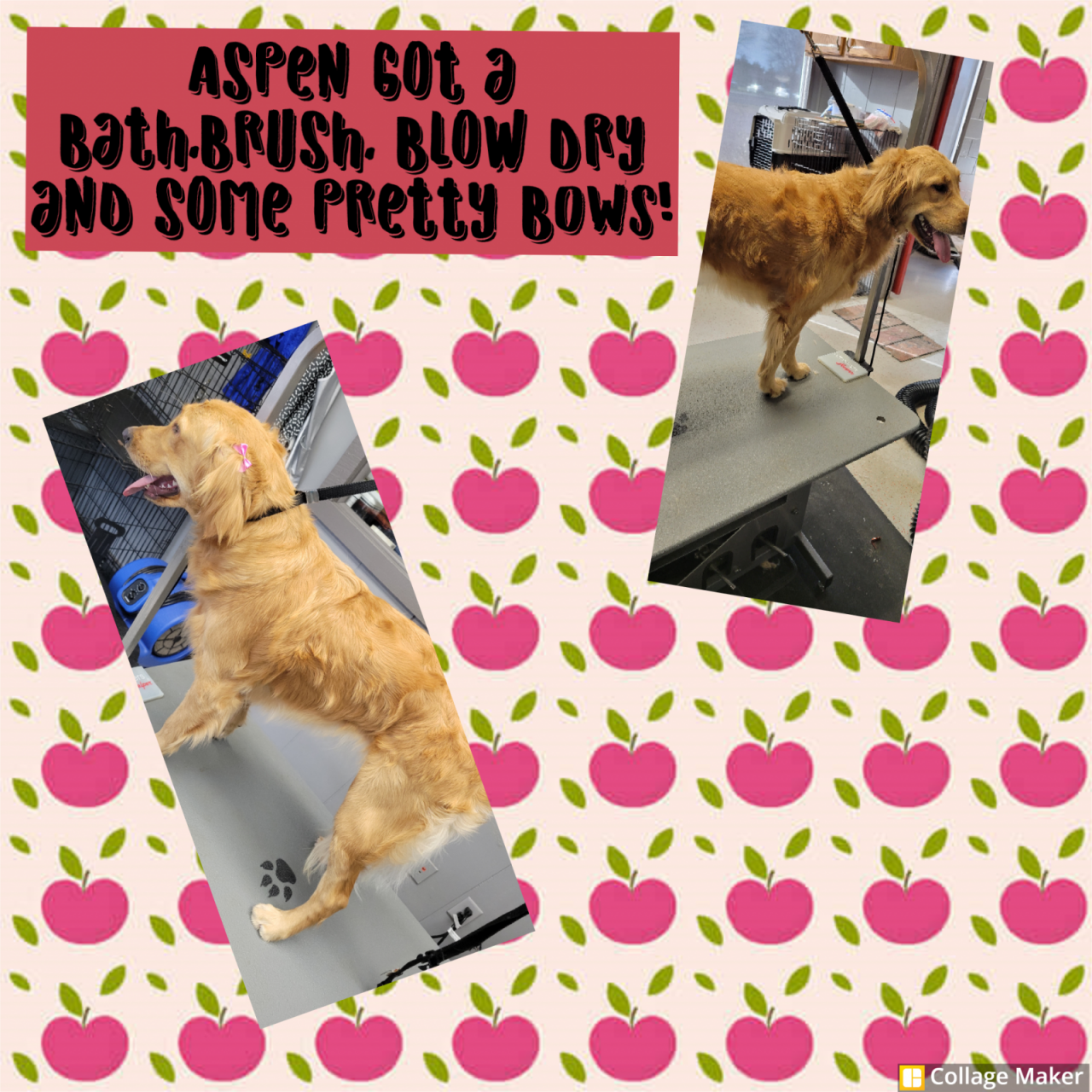 The Dog House & Training Paw Partner