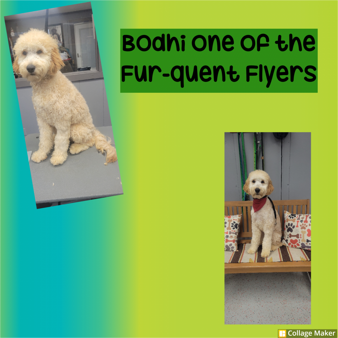 The Dog House & Training Paw Partner