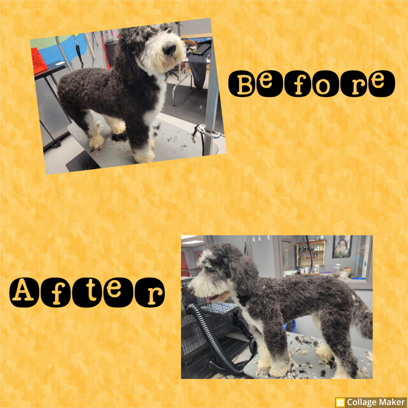 The Dog House & Training Paw Partner