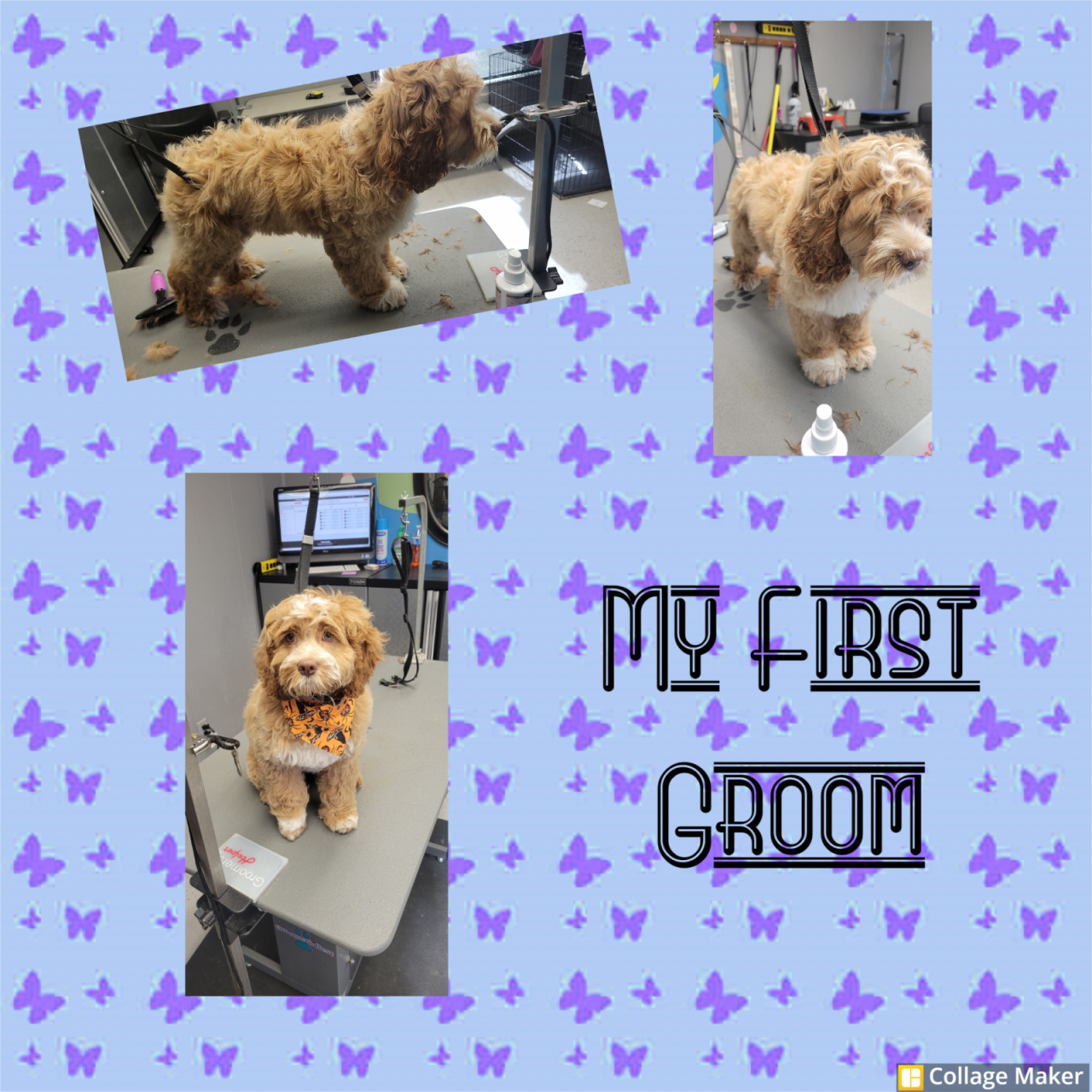 The Dog House & Training Paw Partner