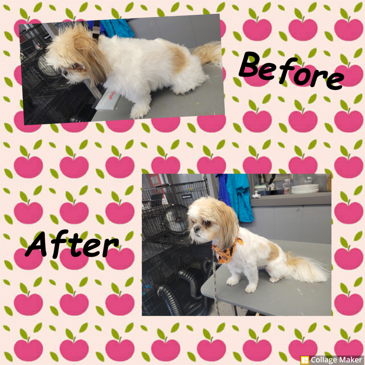 The Dog House & Training Paw Partner