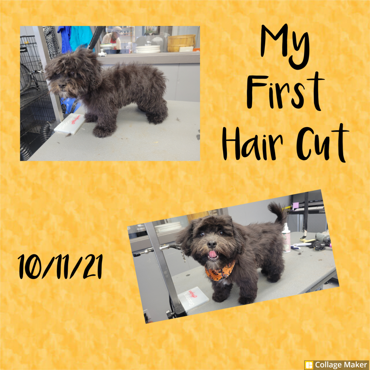 The Dog House & Training Paw Partner