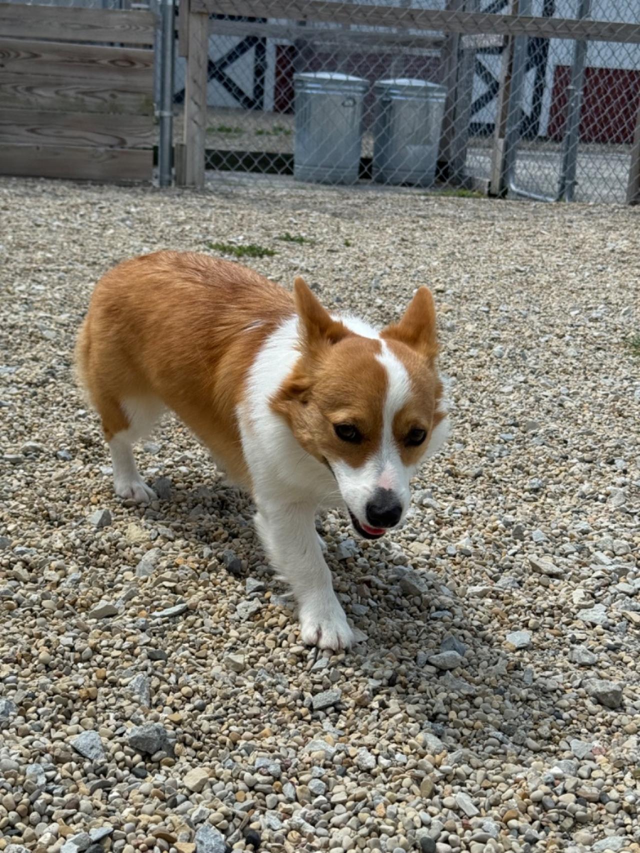 Club k9 At The Ranch | Paw Partner