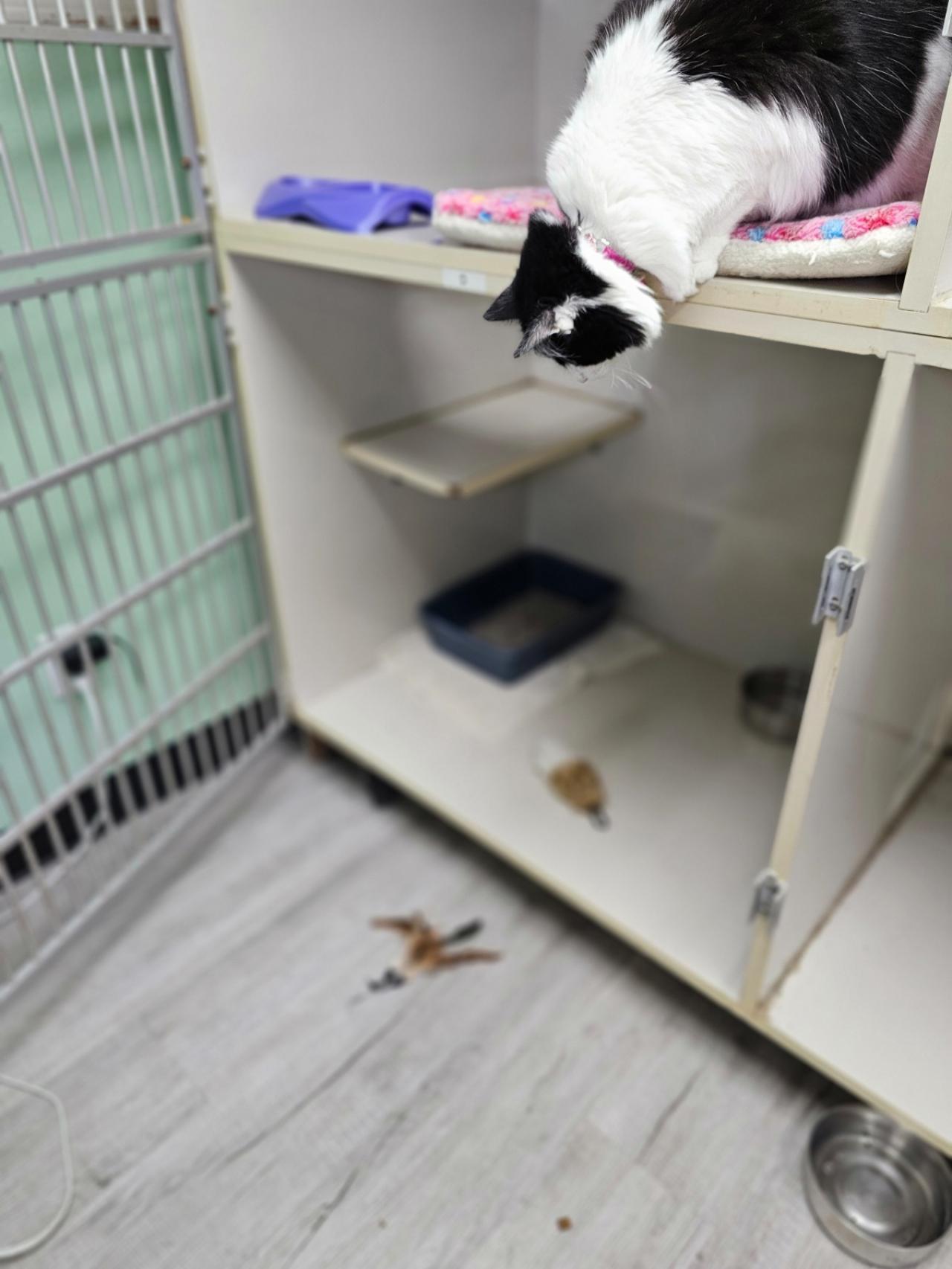 Branson Pet Resort Paw Partner